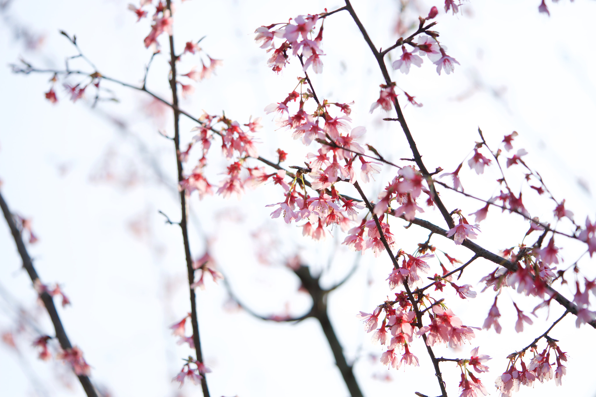 Sony a7 + Sony FE 90mm F2.8 Macro G OSS sample photo. Flowers 4694 photography