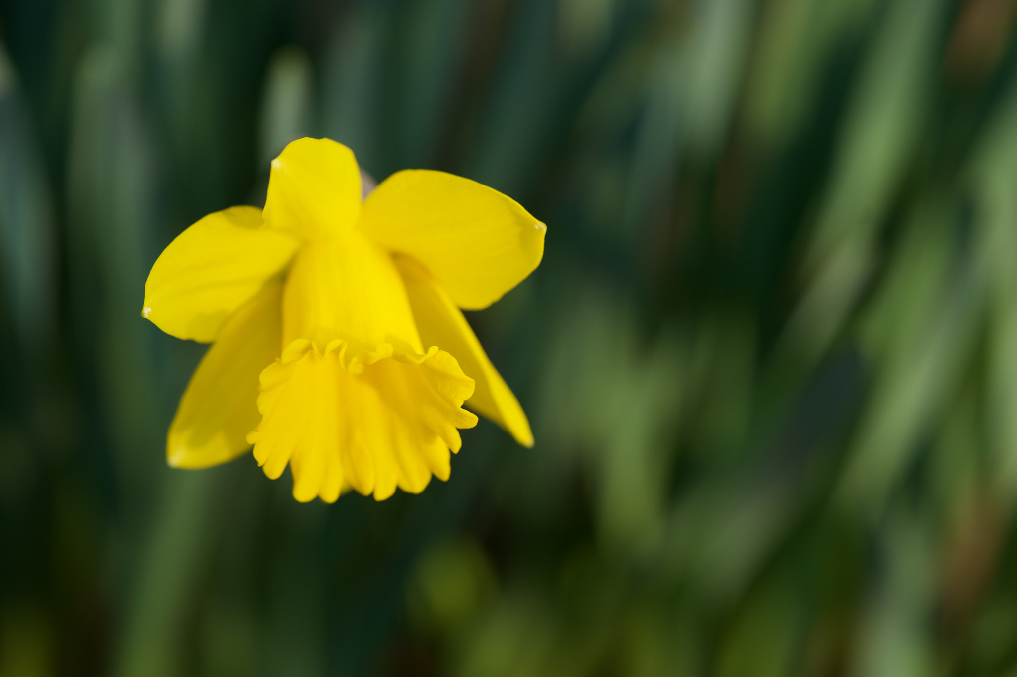 Sony a7 + Sony FE 90mm F2.8 Macro G OSS sample photo. Flowers 4695 photography