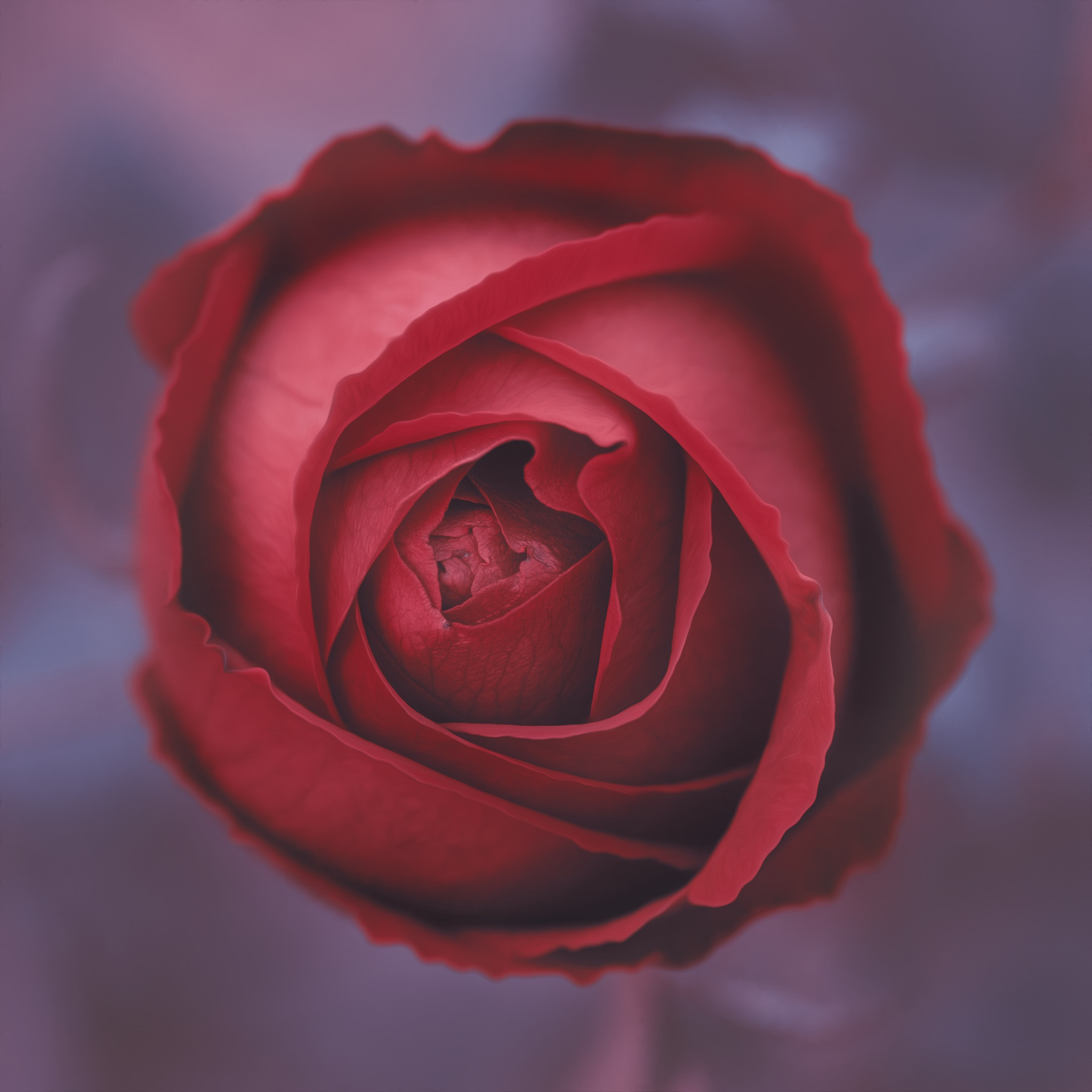 Pentax smc D-FA 100mm F2.8 Macro WR sample photo. Moody rose photography