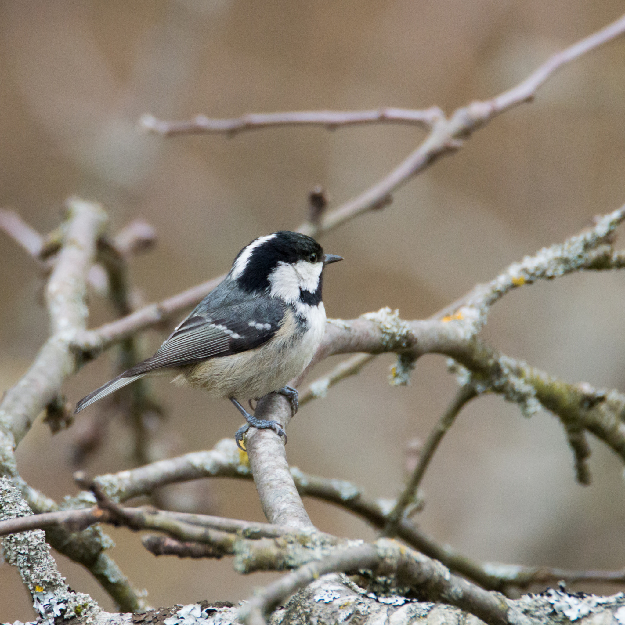 Nikon D3200 sample photo. Coal tit photography