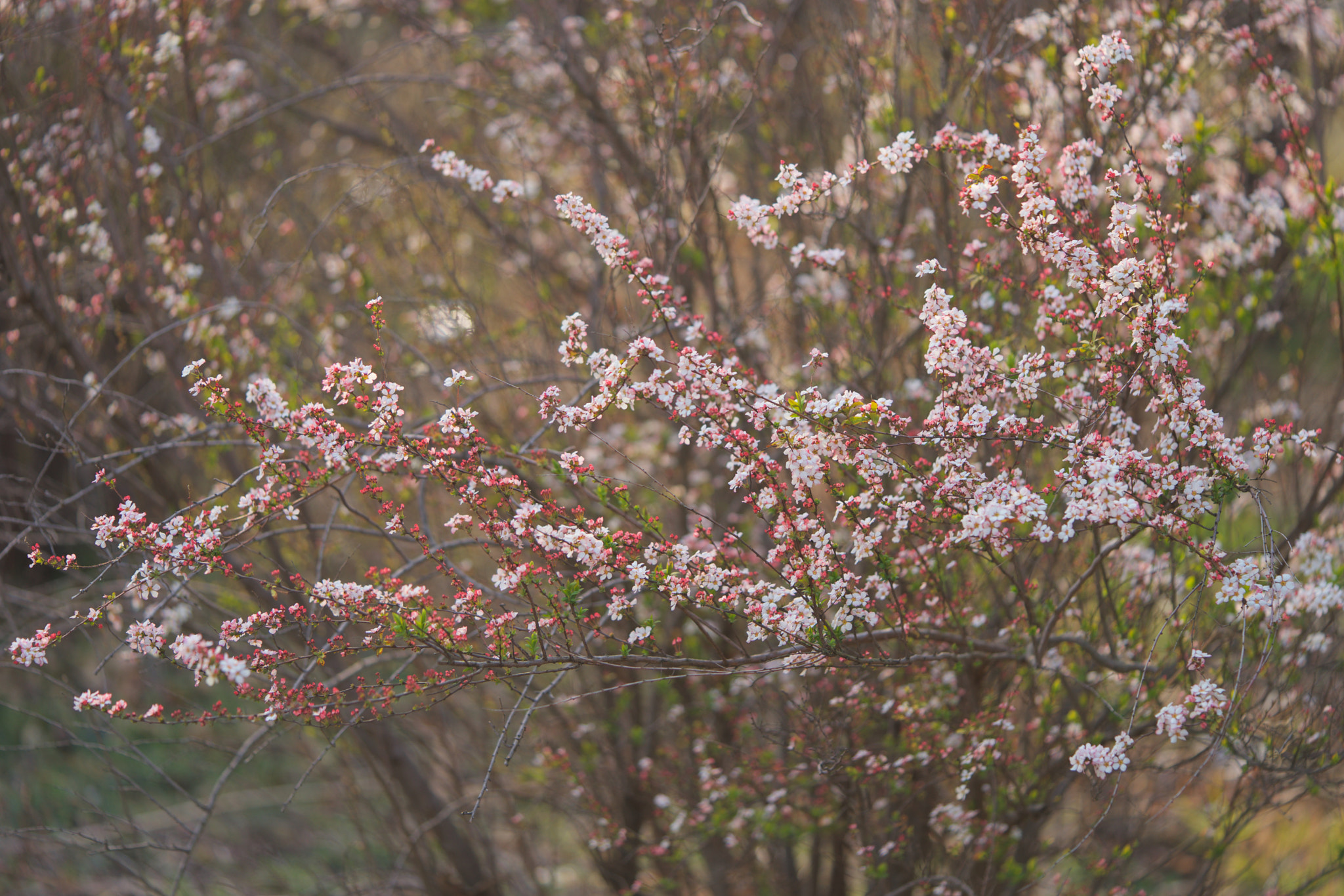 Sony a7 + Sony FE 90mm F2.8 Macro G OSS sample photo. Flowers 4696 photography