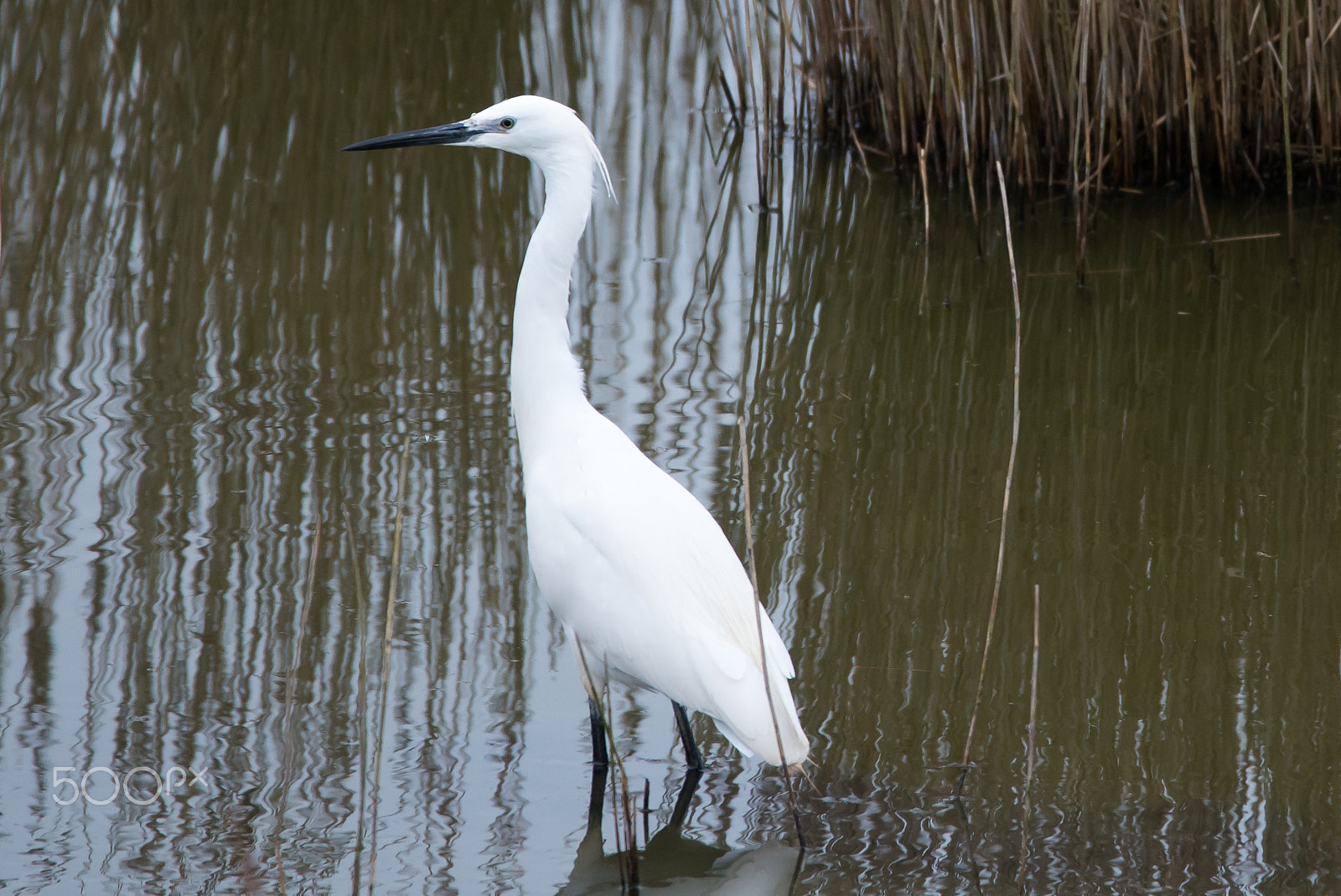 Nikon D800 + Sigma 150-600mm F5-6.3 DG OS HSM | C sample photo. Litle egret photography