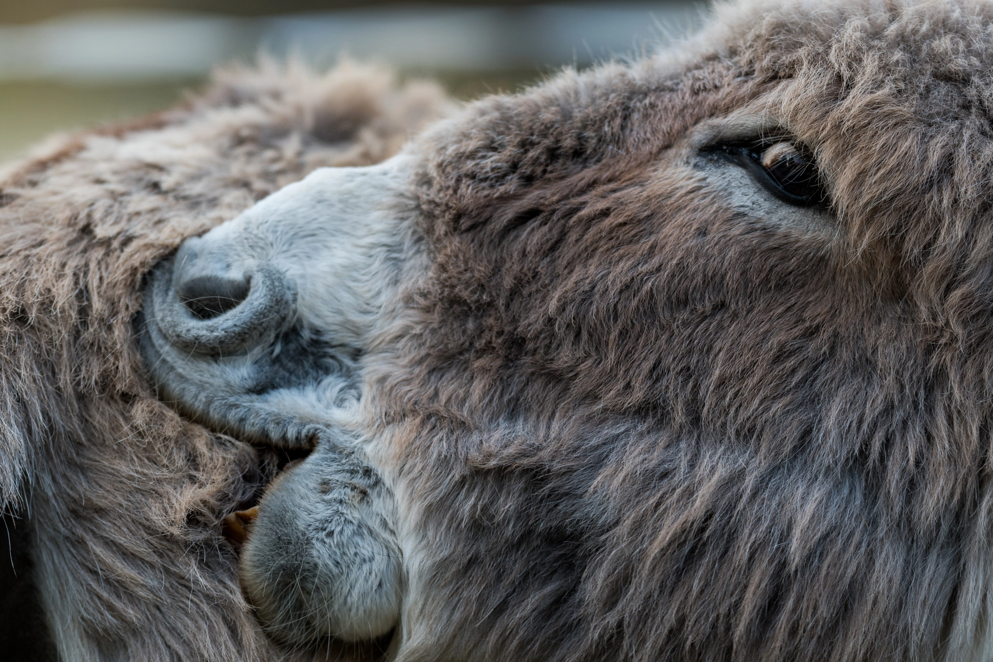 Nikon D500 + Nikon AF-S Nikkor 200mm F2G ED-IF VR sample photo. Donkey 2 photography