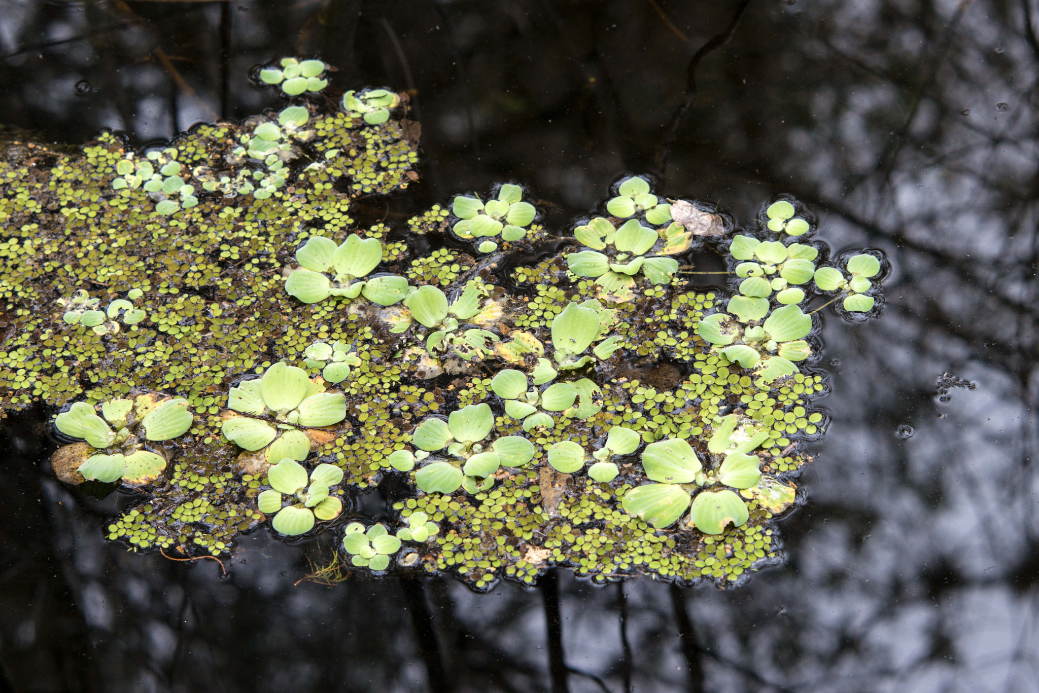 Nikon AF Nikkor 105mm F2D DC sample photo. Weed raft, six mile slough, ft.  myers, fl photography