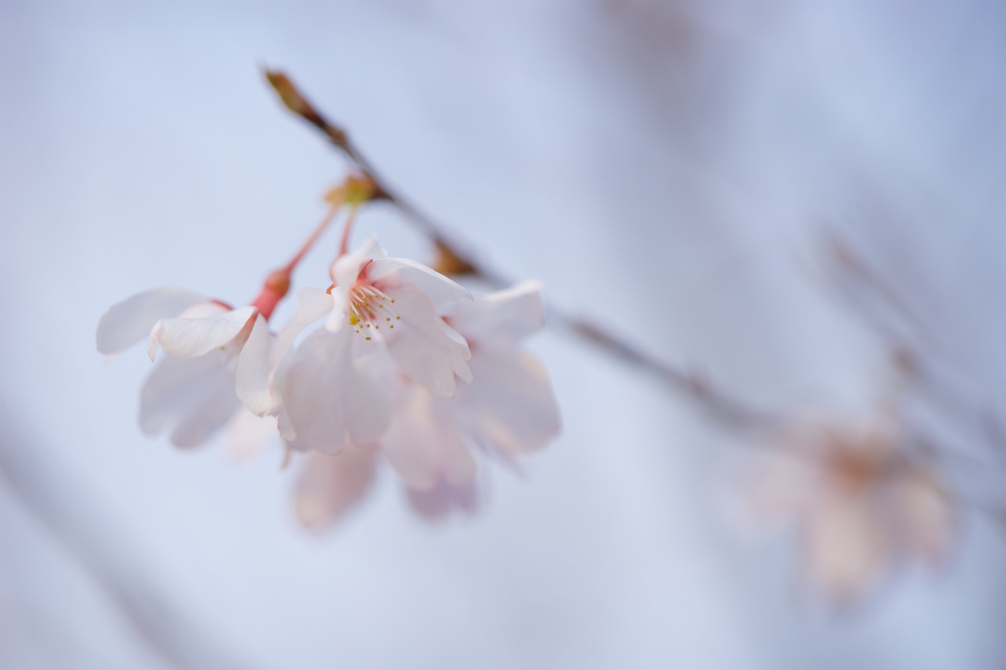 Sony a7 + Sony FE 90mm F2.8 Macro G OSS sample photo. Flowers 4698 photography