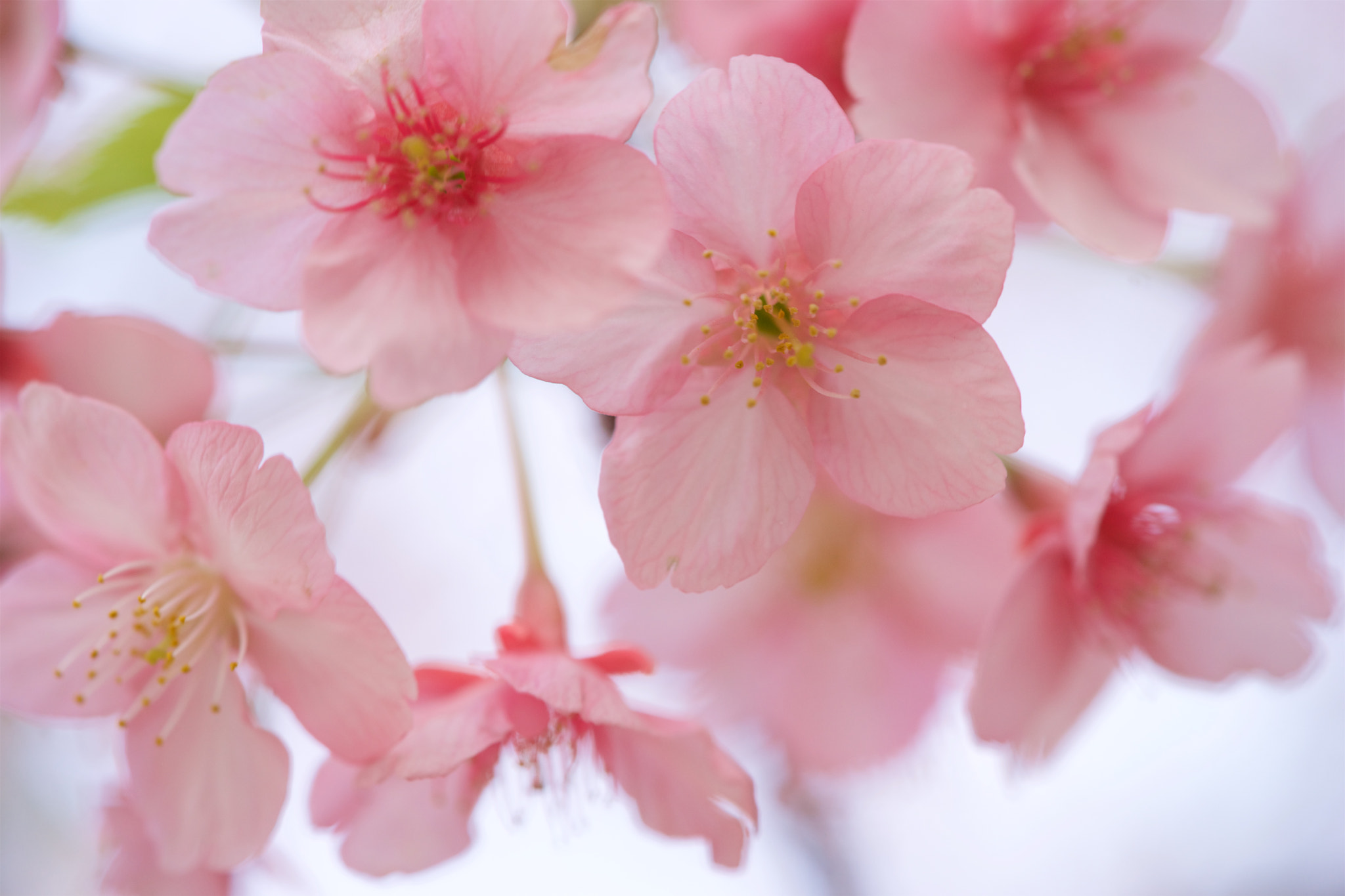 Sony a7 + Sony FE 90mm F2.8 Macro G OSS sample photo. Flowers 4699 photography