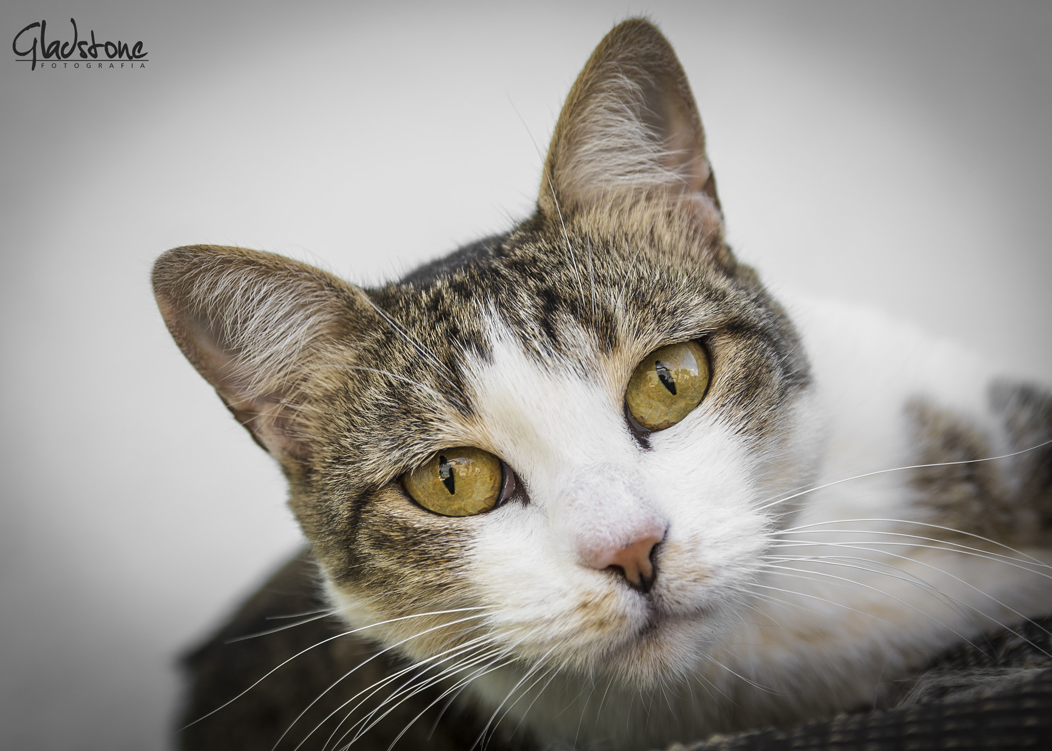 Sigma 17-50mm F2.8 EX DC OS HSM sample photo. Tom photography