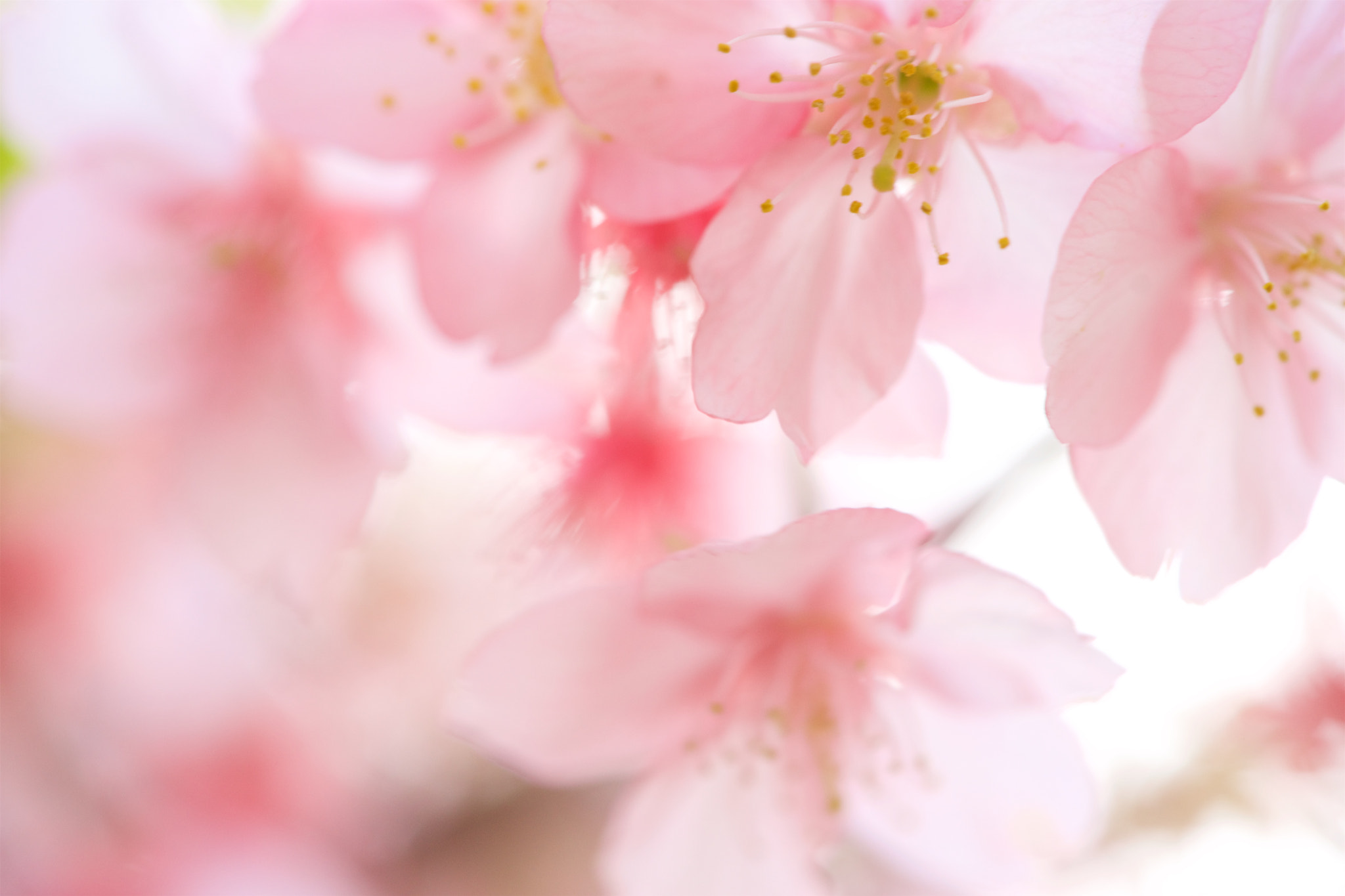 Sony FE 90mm F2.8 Macro G OSS sample photo. Flowers 4700 photography