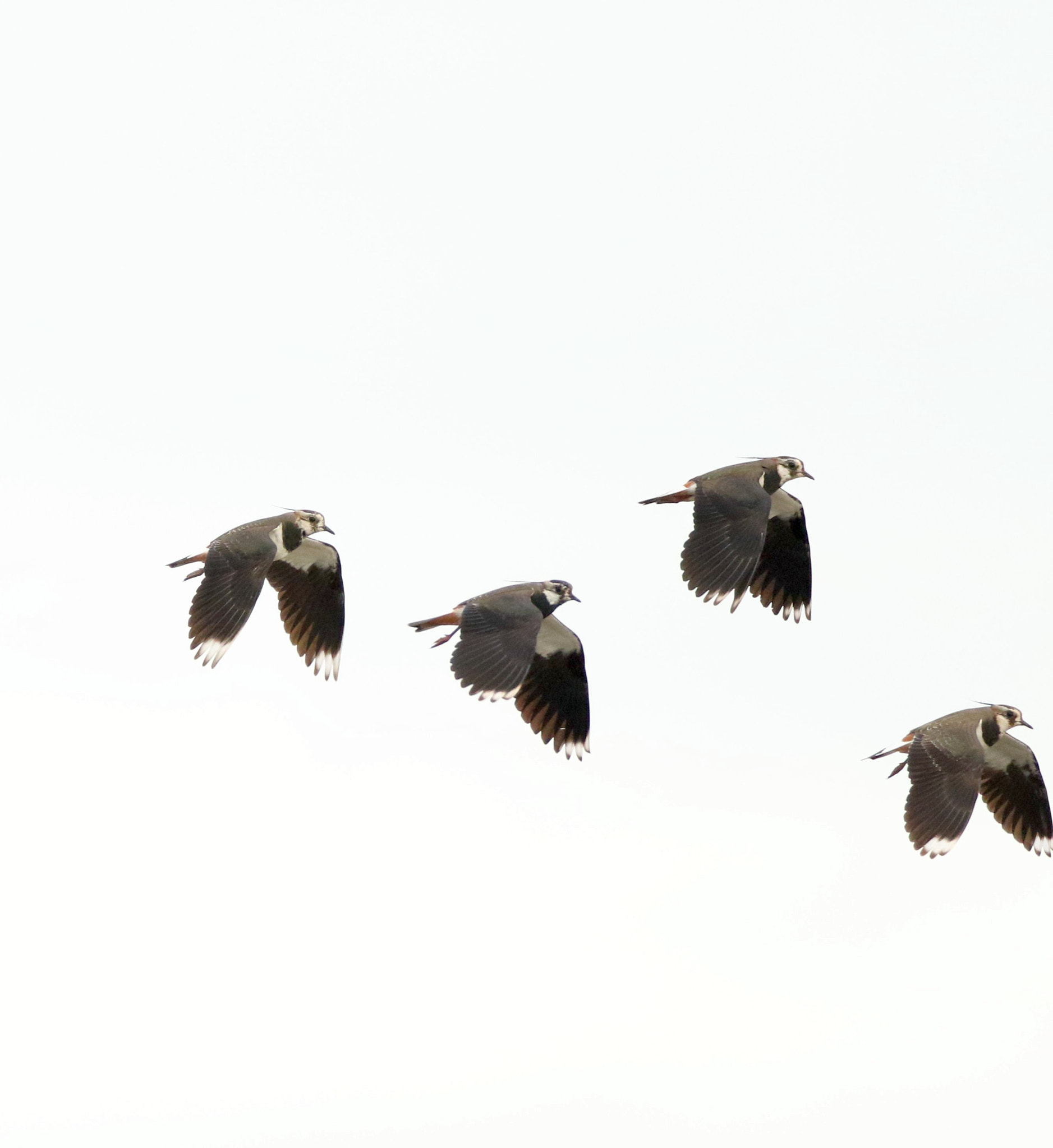 Canon EOS 7D Mark II sample photo. Lapwings photography