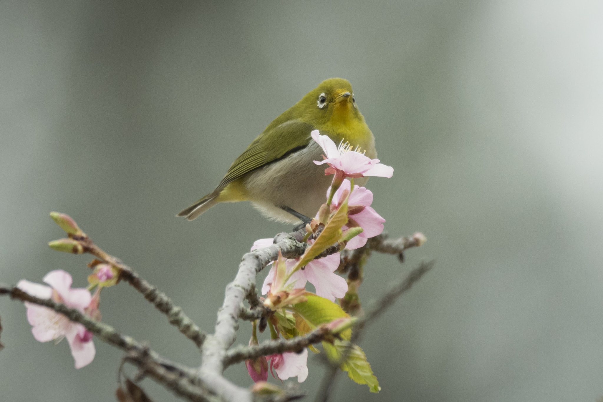Nikon AF-S Nikkor 200-500mm F5.6E ED VR sample photo. 『メジロと桜』 photography