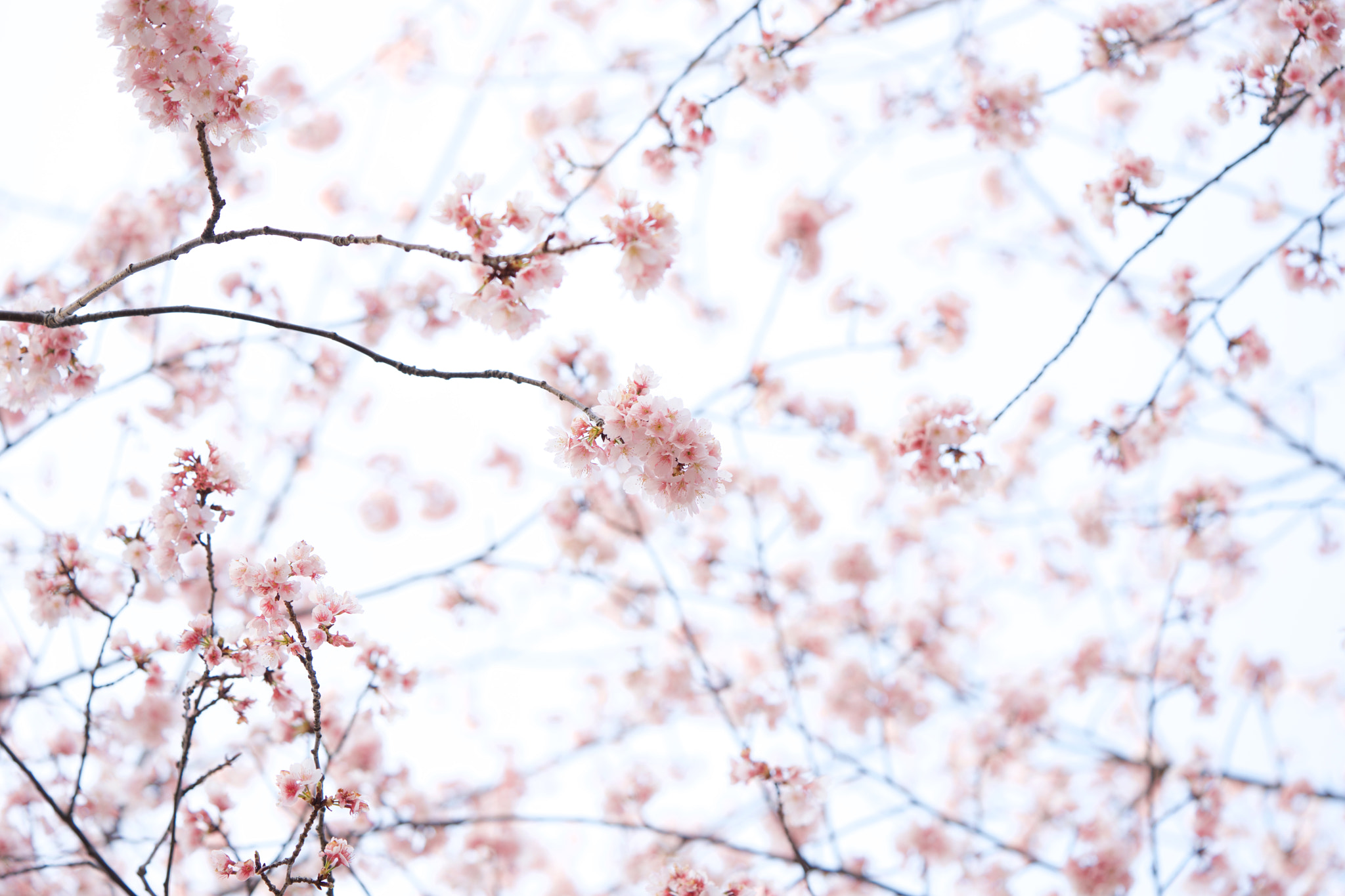 Sony a7 + Sony FE 90mm F2.8 Macro G OSS sample photo. Flowers 4701 photography