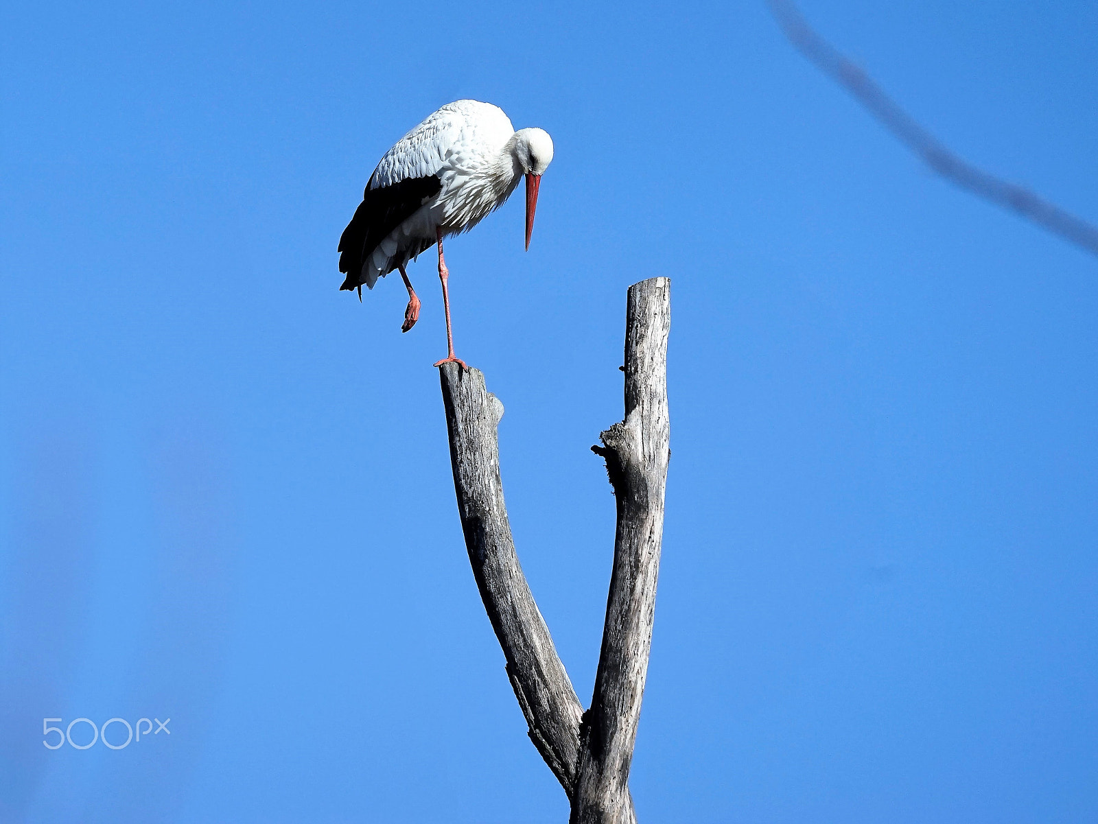Sony FE 70-300mm F4.5-5.6 G OSS sample photo. Balance photography