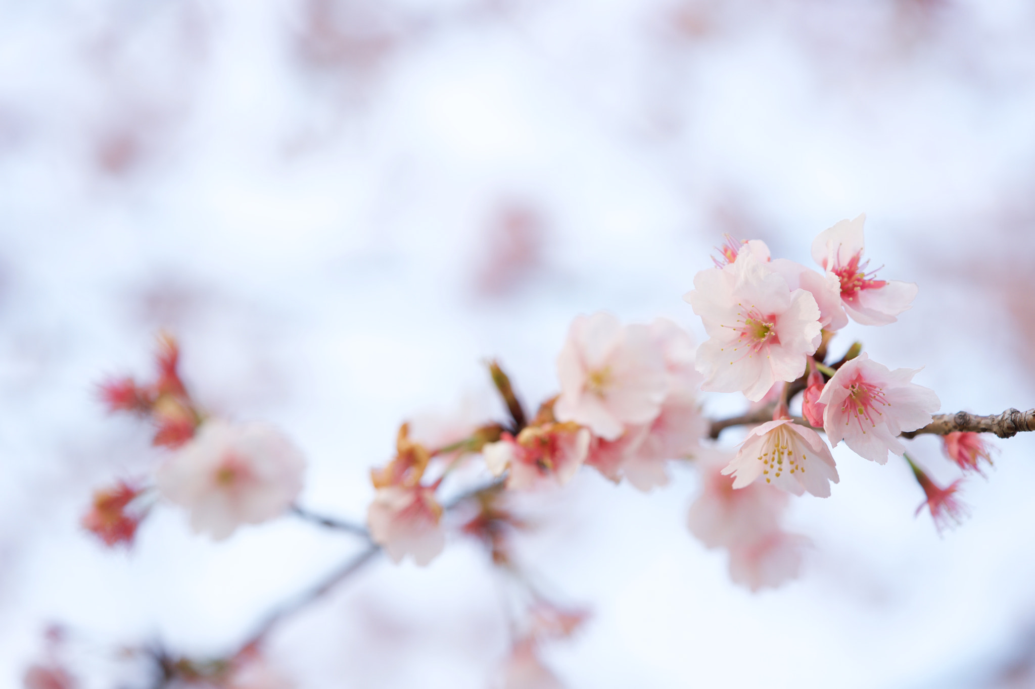 Sony a7 + Sony FE 90mm F2.8 Macro G OSS sample photo. Flowers 4702 photography