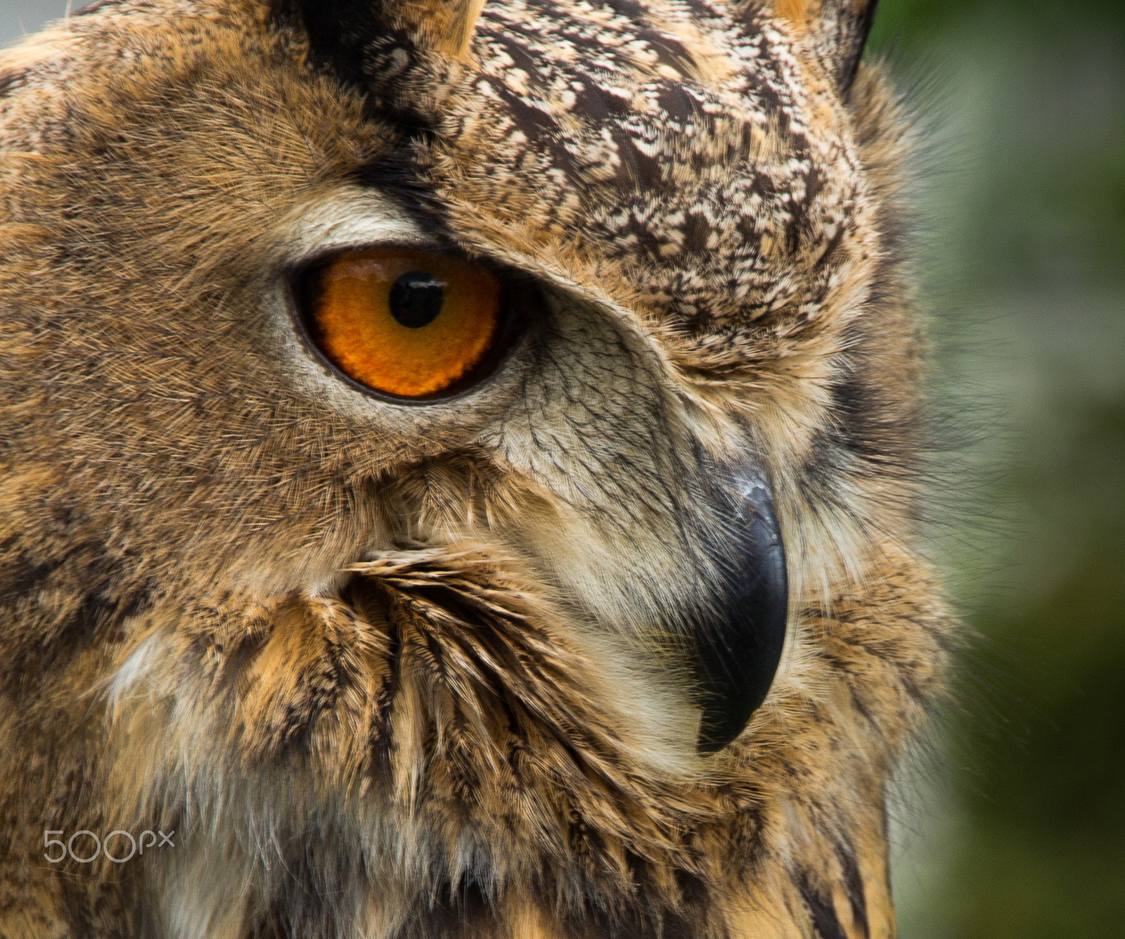 Canon EOS 60D sample photo. Preying eye photography