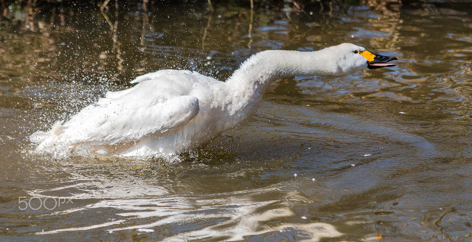 Canon EF 70-300mm F4-5.6 IS USM sample photo. Long neck swan photography