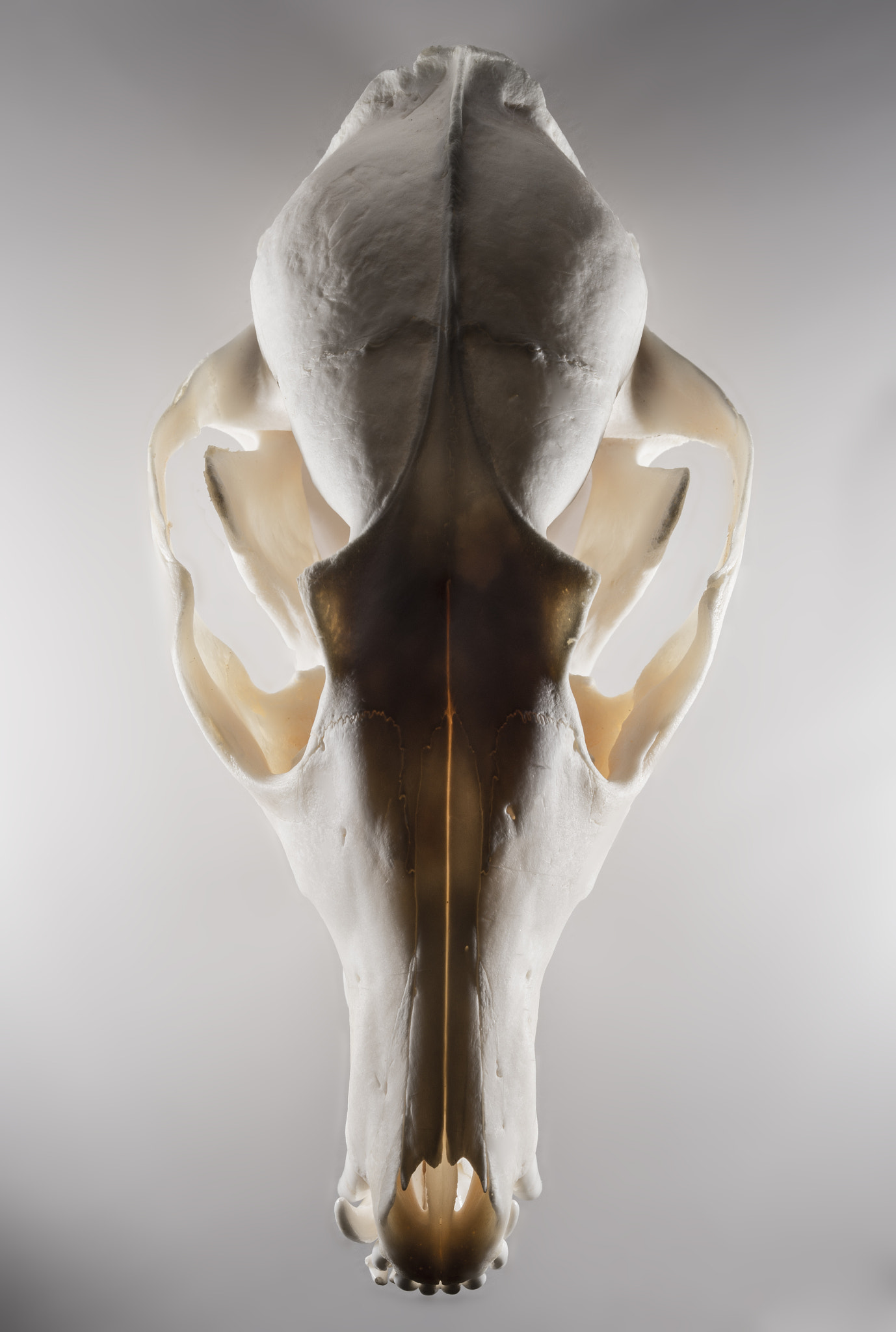 Sigma 105mm F2.8 EX DG OS HSM sample photo. Fox skull #2 photography