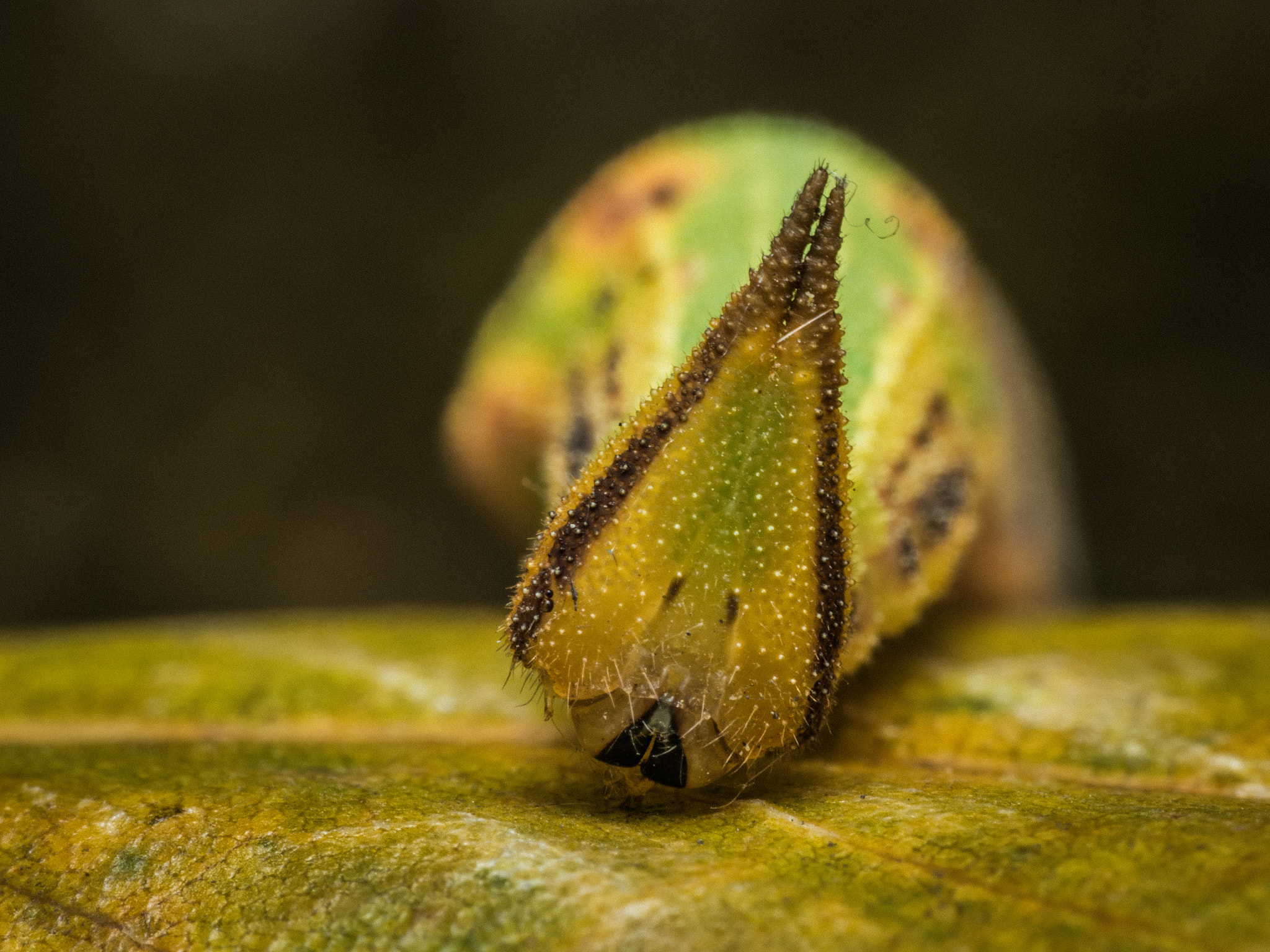 Olympus M.Zuiko Digital ED 60mm F2.8 Macro sample photo. Caterpillar photography
