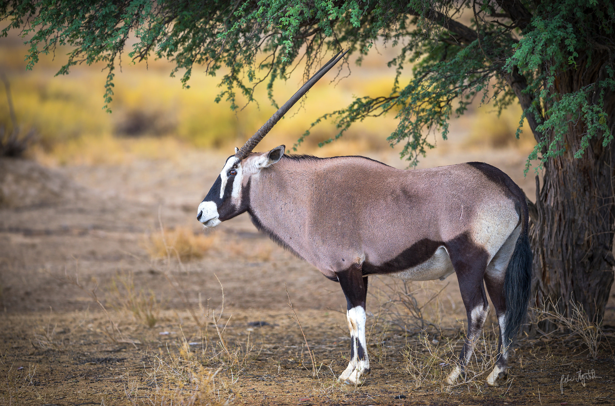 Canon EF 300mm F2.8L IS II USM sample photo. Oryx photography
