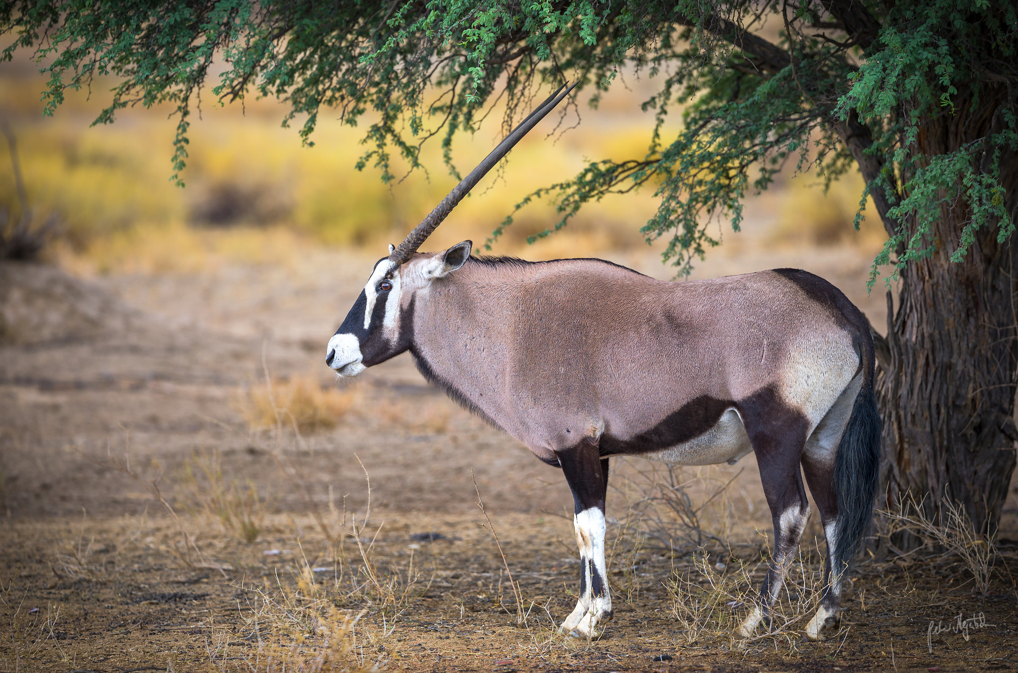 Canon EOS 5D Mark IV + Canon EF 300mm F2.8L IS II USM sample photo. Oryx photography