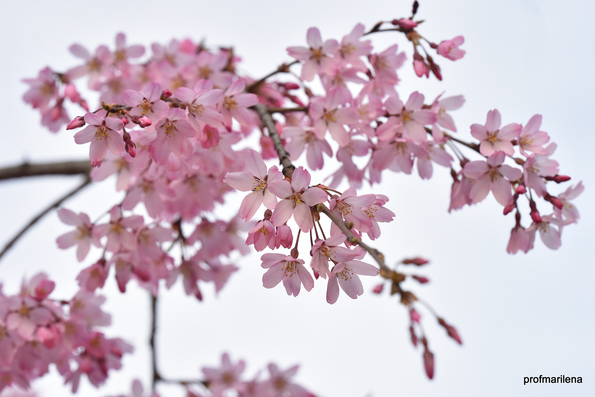 Sigma 150mm F2.8 EX DG OS Macro HSM sample photo. Delicately pink photography