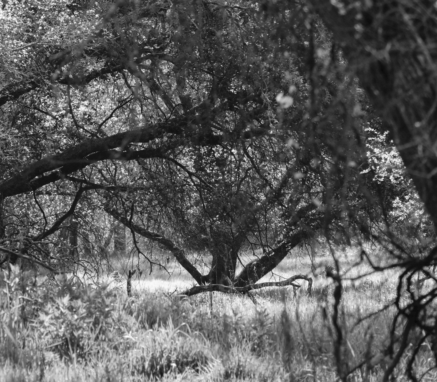 Fujifilm X-T1 + Fujifilm XC 50-230mm F4.5-6.7 OIS sample photo. Back lit tree photography