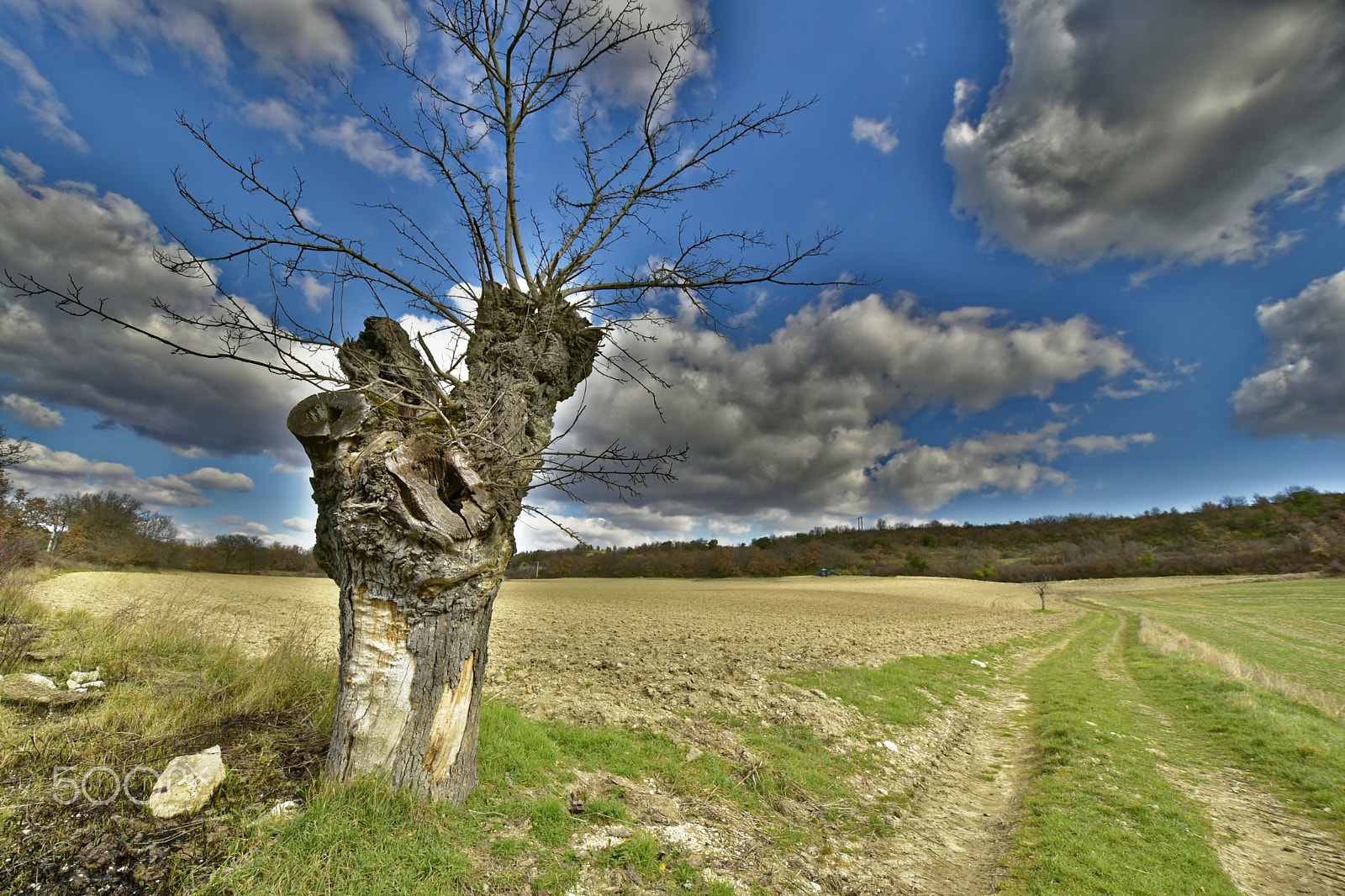 Nikon D5500 sample photo. L'arbre en hiver photography