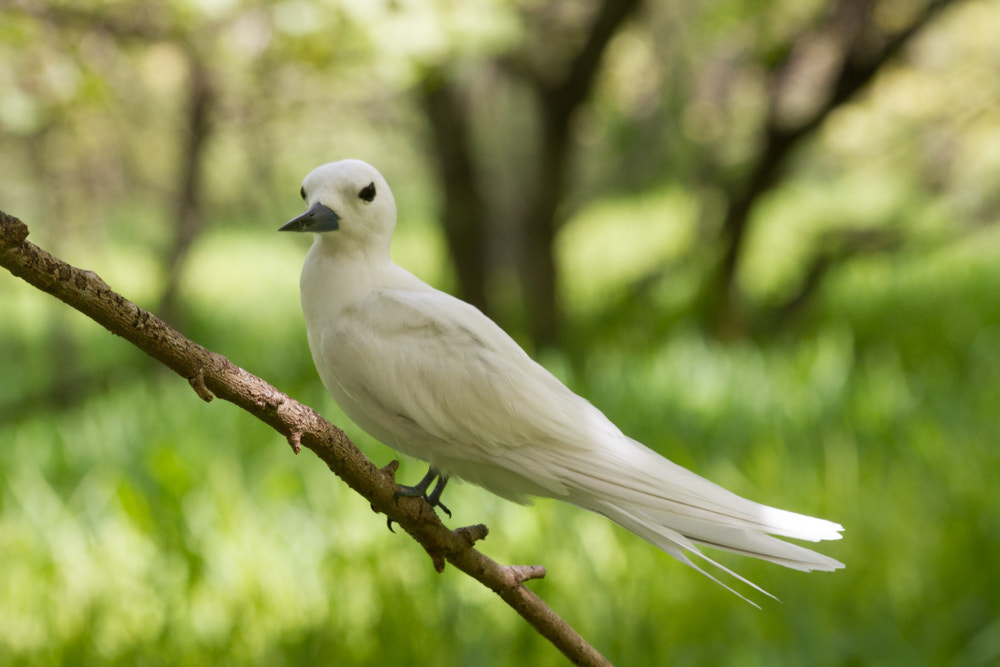 Canon EOS 7D + Sigma 70-300mm F4-5.6 APO DG Macro sample photo. Coco island photography