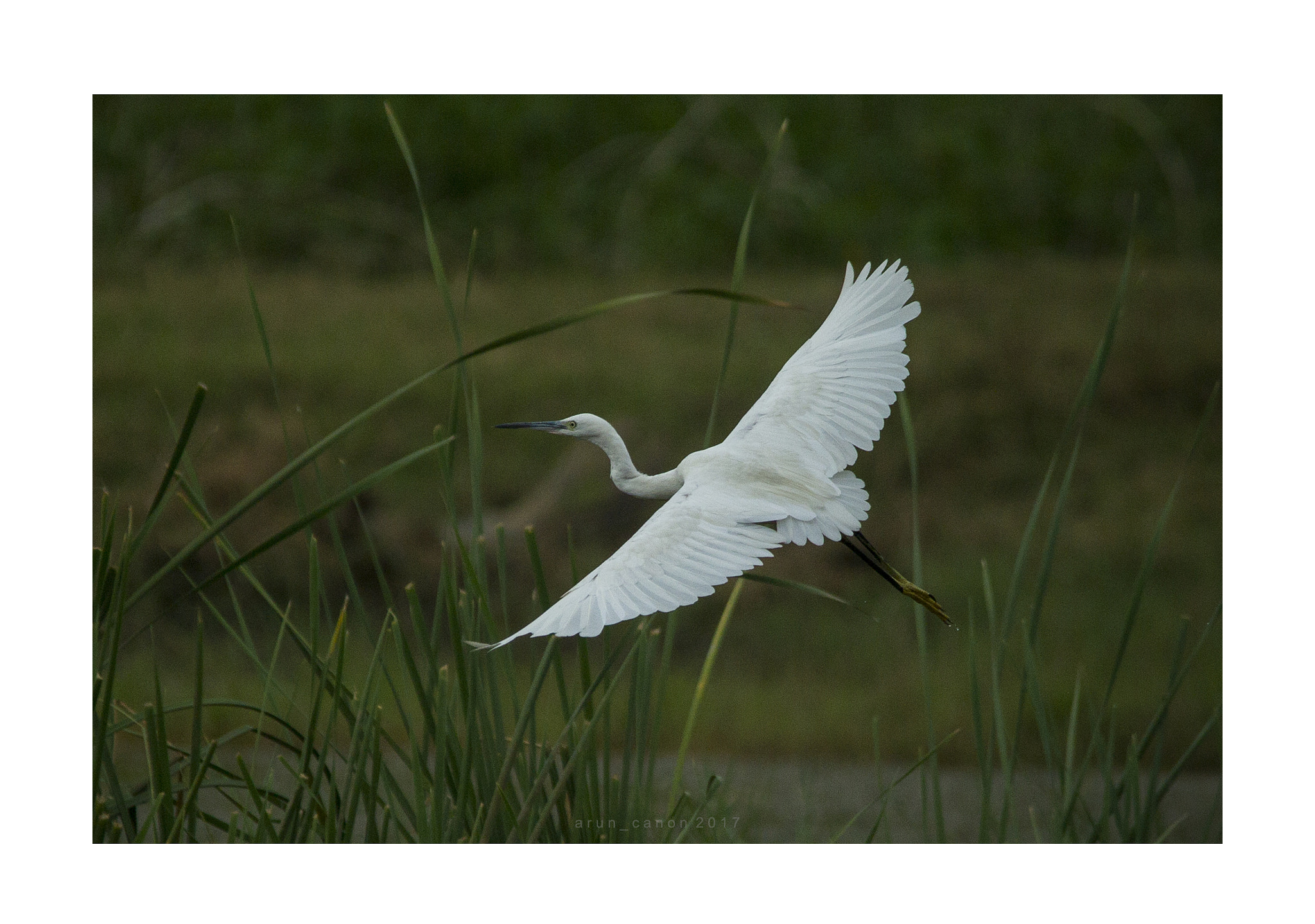 Canon EOS-1D Mark IV + Sigma 150-500mm F5-6.3 DG OS HSM sample photo. Takeoff photography