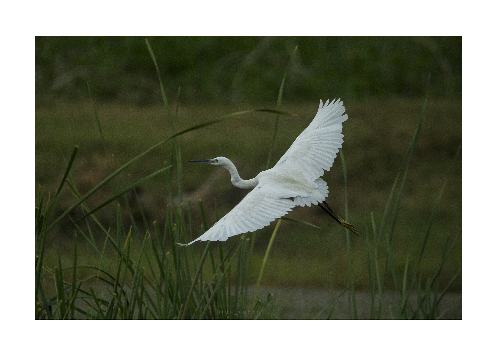Sigma 150-500mm F5-6.3 DG OS HSM sample photo. Takeoff photography