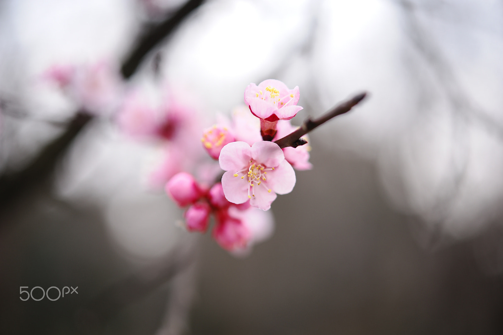 Nikon D700 + Nikon AF-S Micro-Nikkor 60mm F2.8G ED sample photo. 杏の花 photography