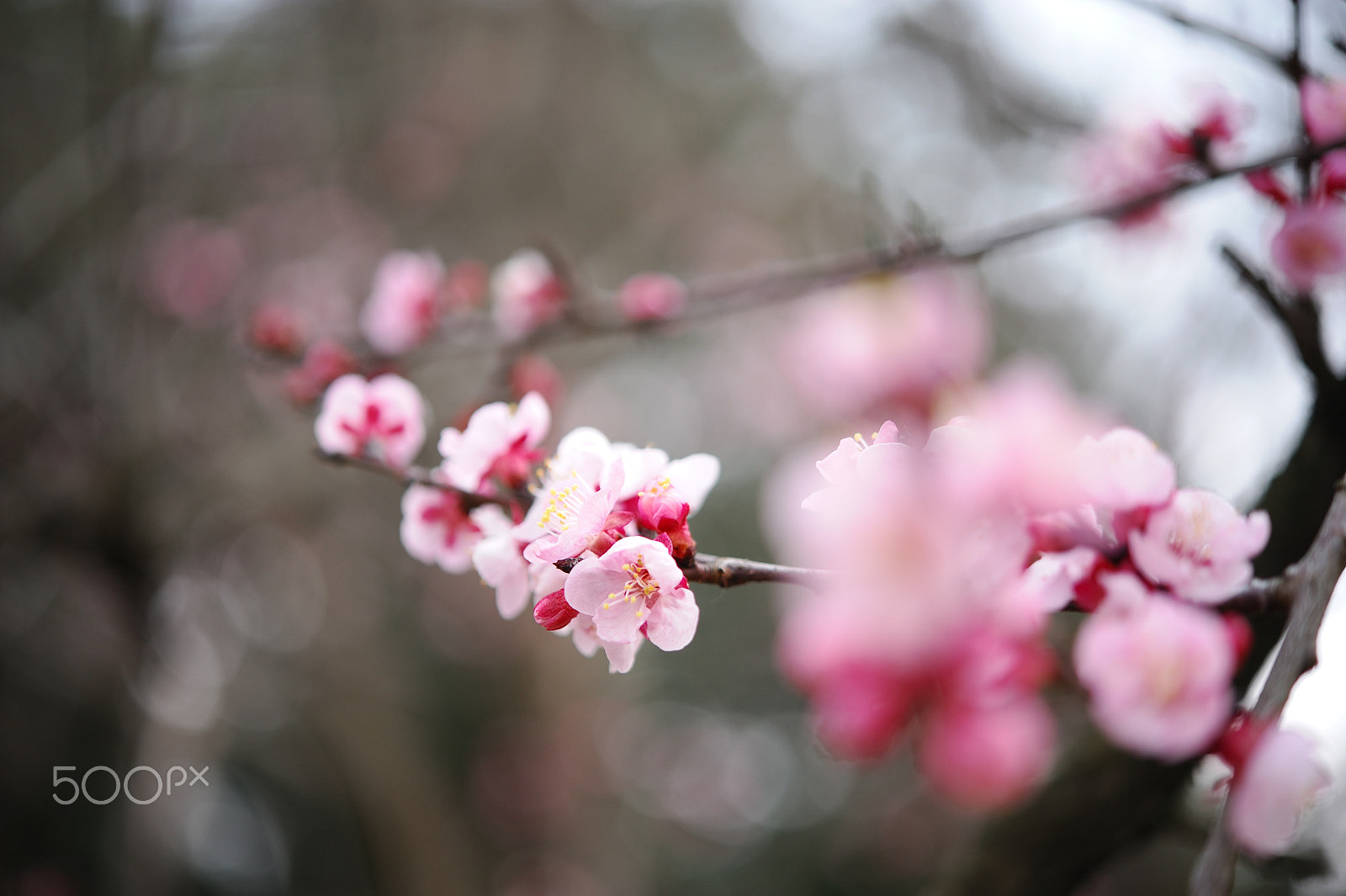 Nikon D700 + Nikon AF-S Micro-Nikkor 60mm F2.8G ED sample photo. 杏の花 photography