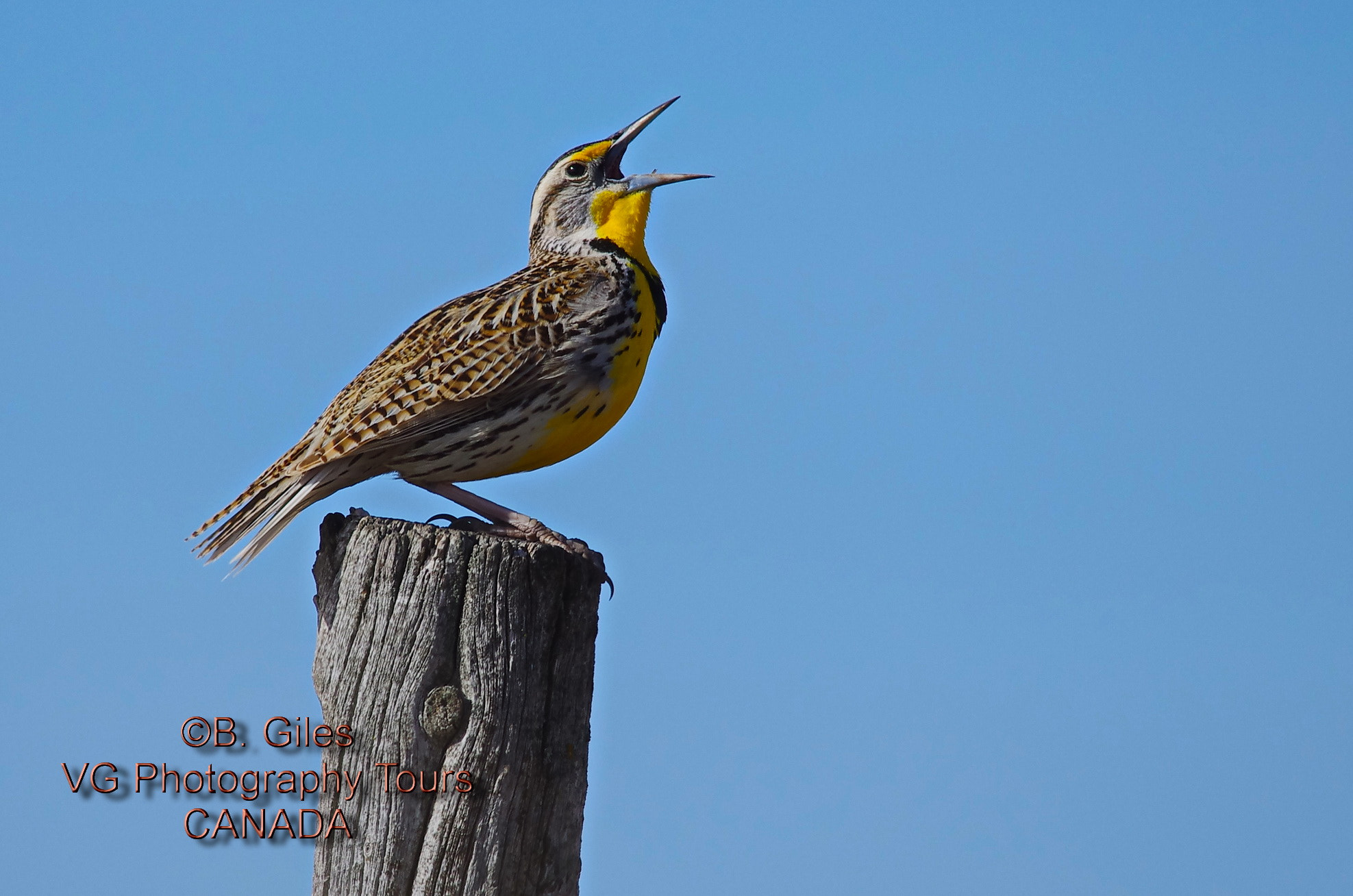 Sigma 150-500mm F5-6.3 DG OS HSM sample photo. Spring song photography