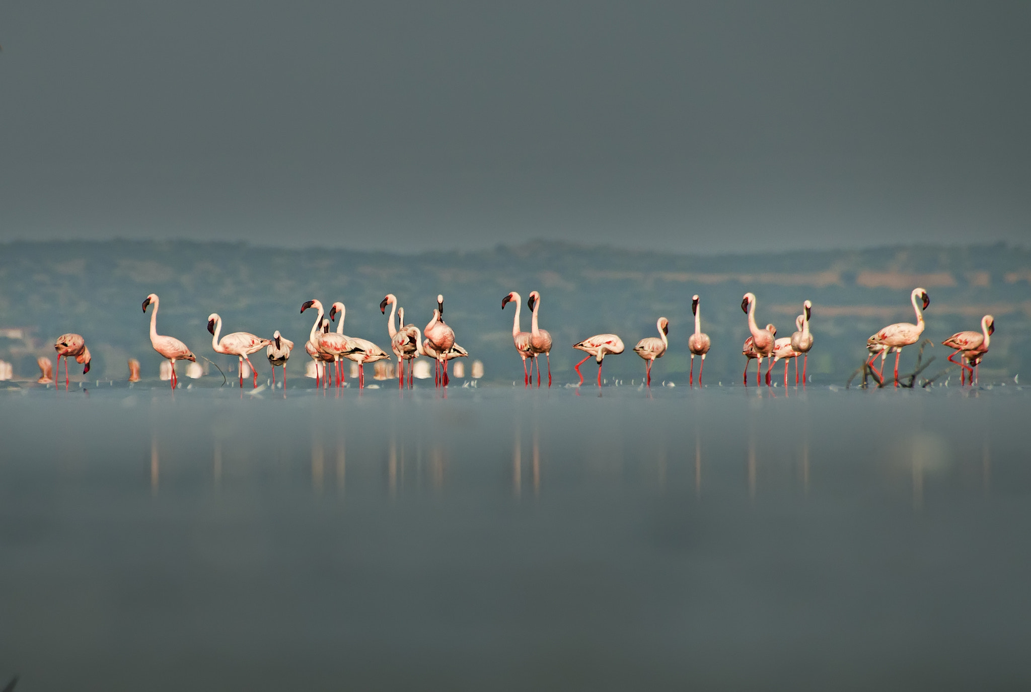 Canon EOS 70D + Sigma 50-500mm F4.5-6.3 DG OS HSM sample photo. Lesser flamingos photography