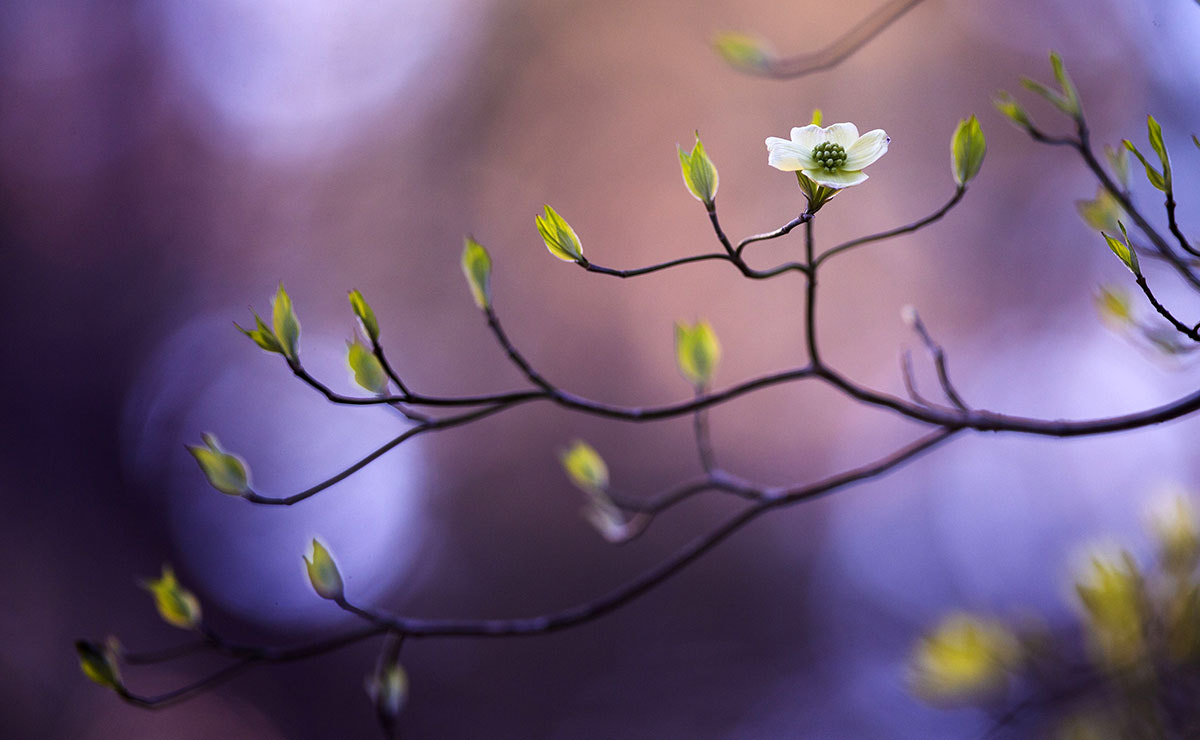 Canon EF 300mm F2.8L IS USM sample photo. Spring has sprung photography