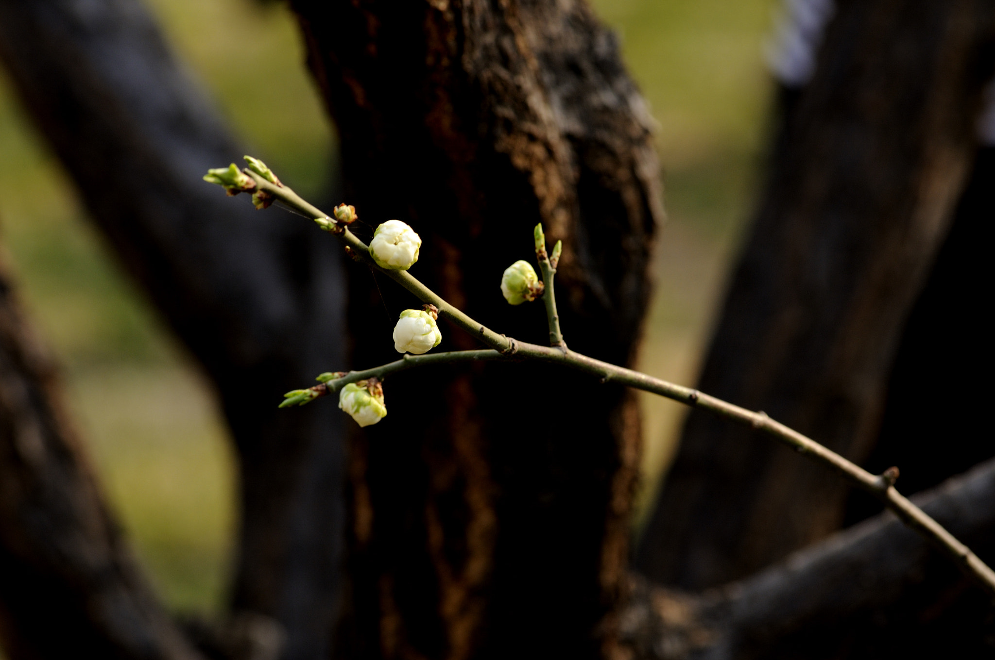 Nikon AF-S Micro-Nikkor 105mm F2.8G IF-ED VR sample photo. 梅花（2） photography