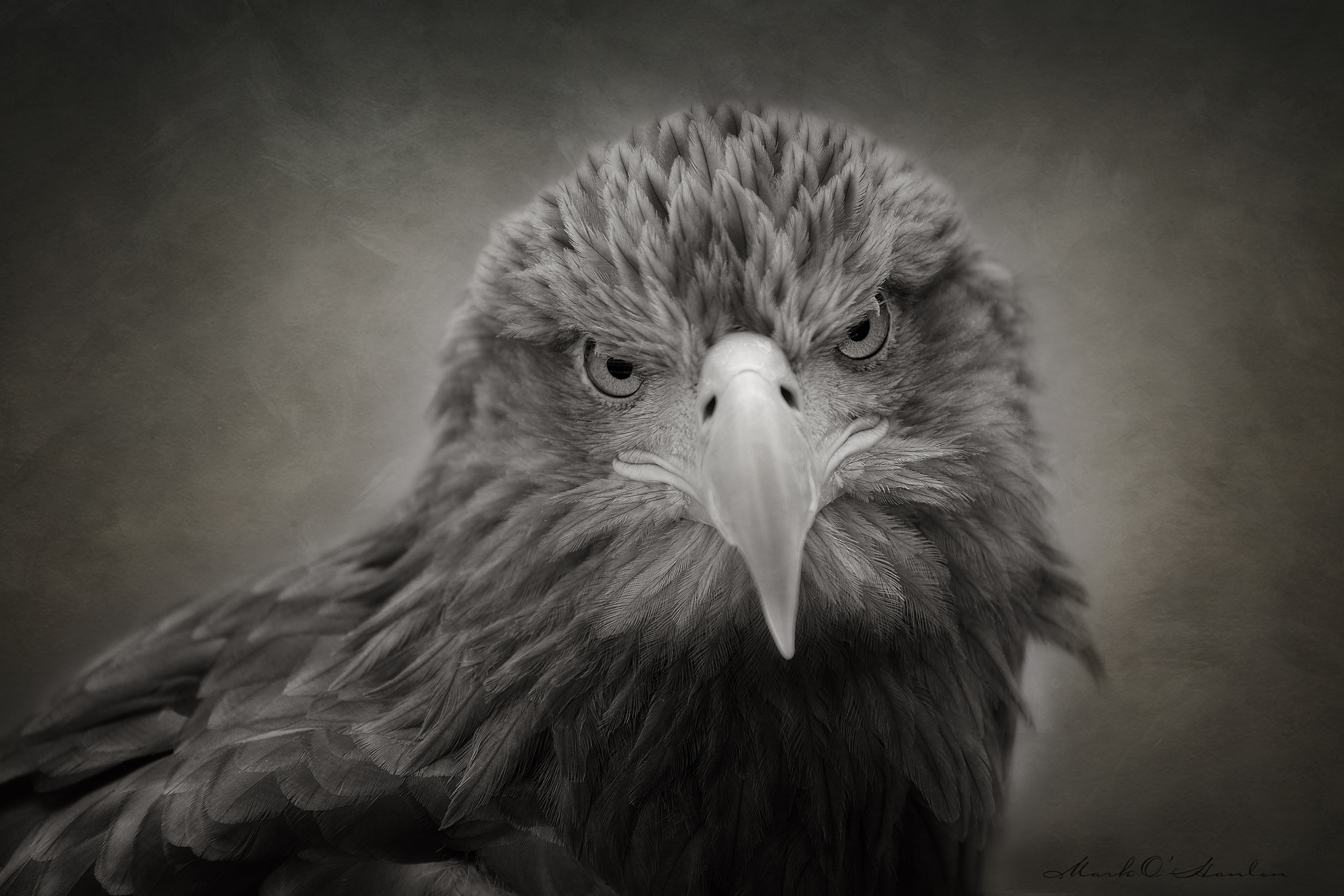 Sigma APO 100-300mm F4 EX IF HSM sample photo. Sea eagle portrait photography