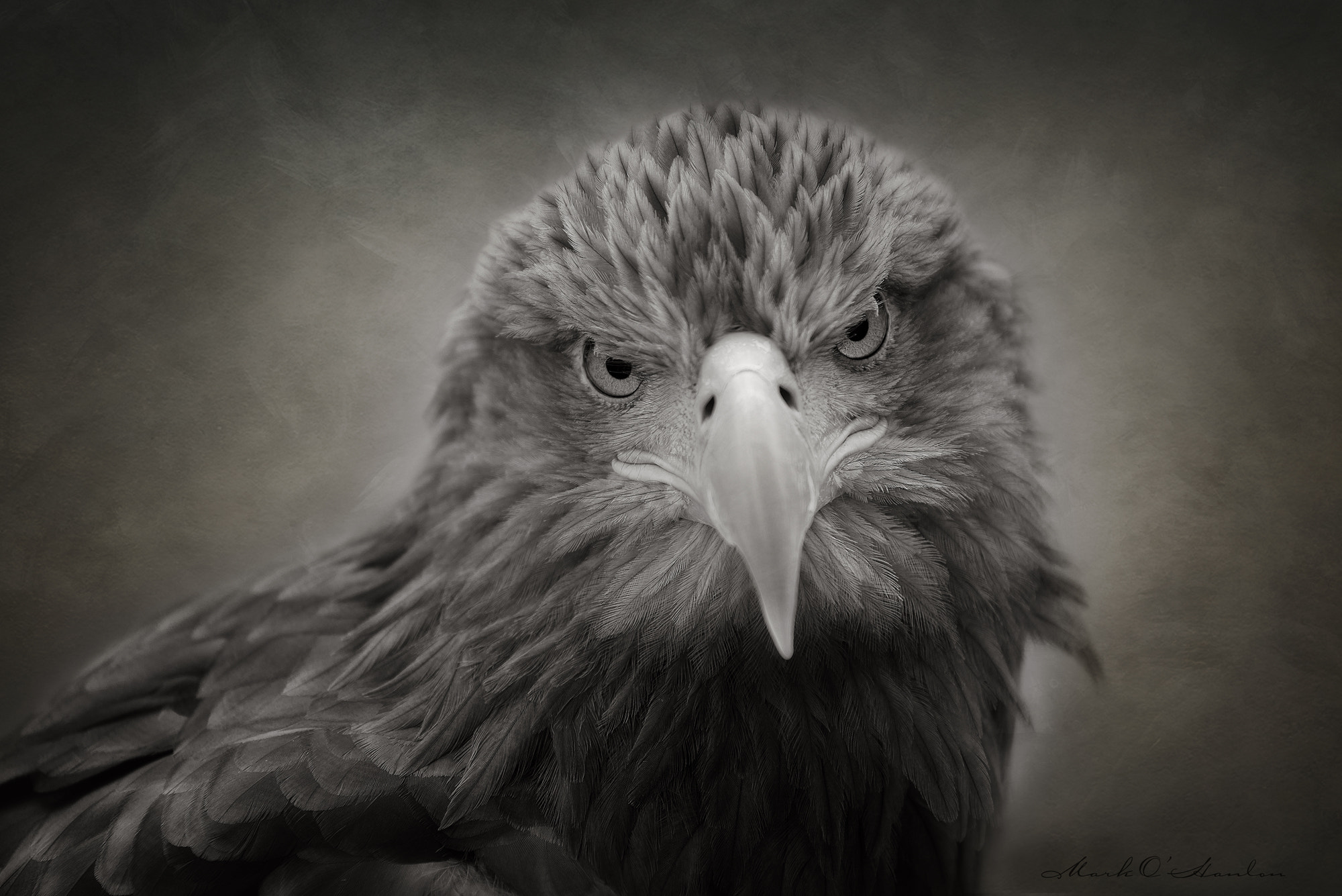 Nikon D800 + Sigma APO 100-300mm F4 EX IF HSM sample photo. Sea eagle portrait photography