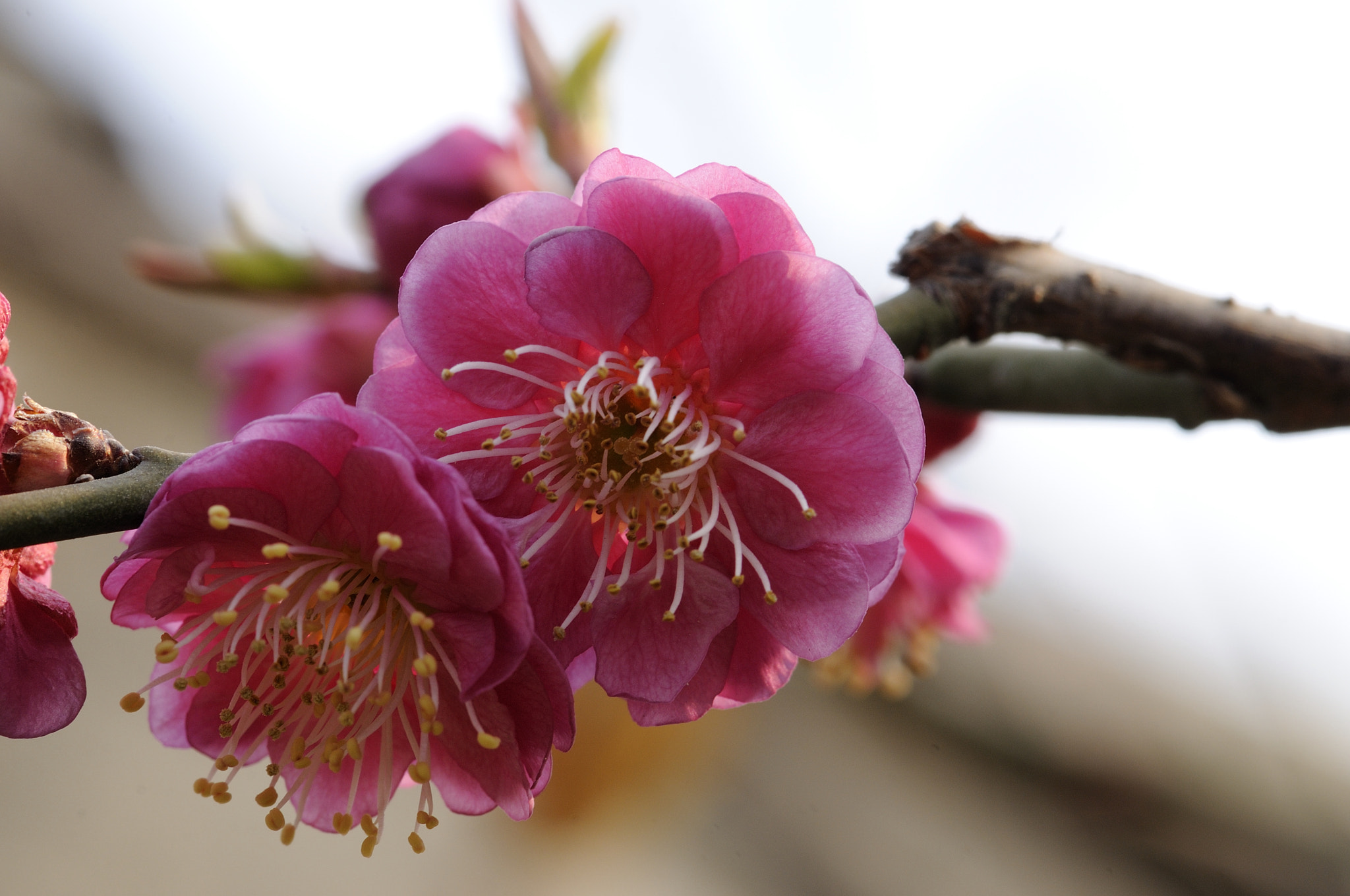 Nikon AF-S Micro-Nikkor 105mm F2.8G IF-ED VR sample photo. 梅花（2） photography