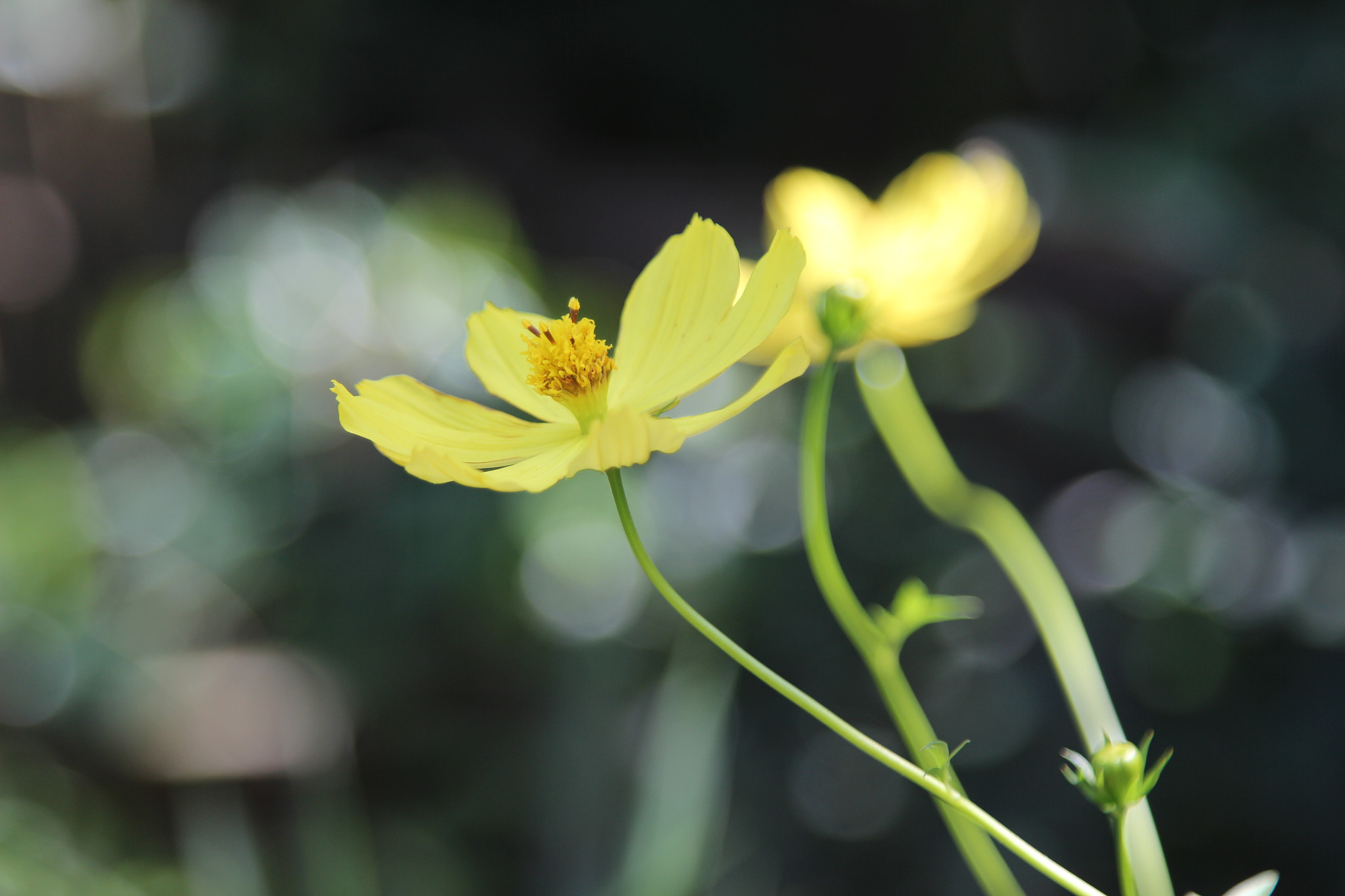 Canon EOS 650D (EOS Rebel T4i / EOS Kiss X6i) sample photo. Img photography
