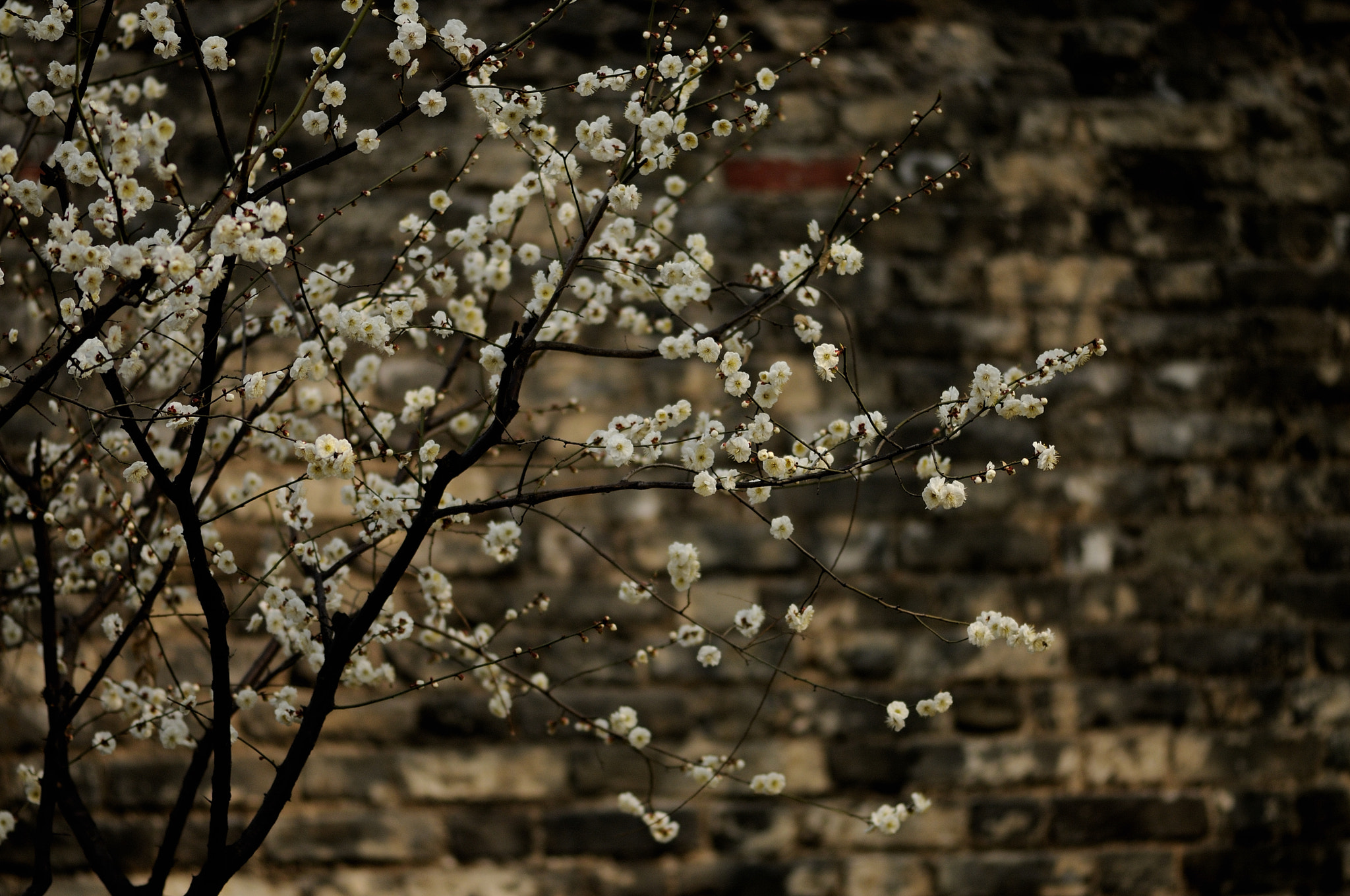 Nikon AF-S Micro-Nikkor 105mm F2.8G IF-ED VR sample photo. 梅花（2） photography