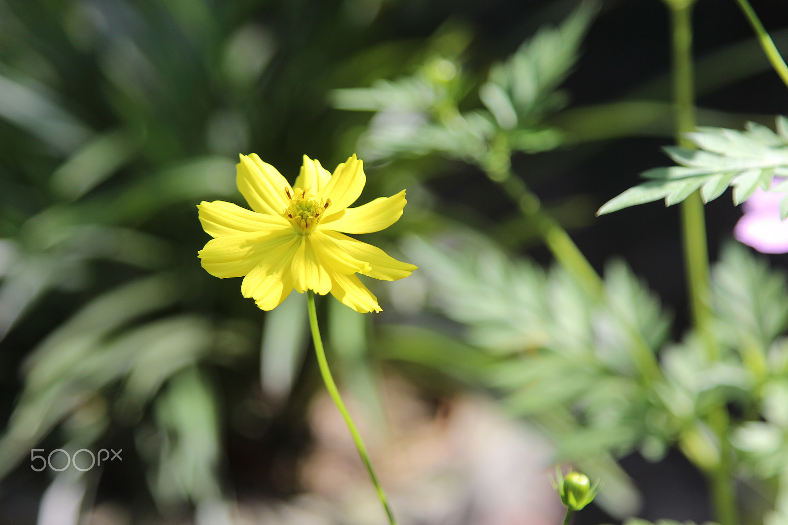 Canon EOS 650D (EOS Rebel T4i / EOS Kiss X6i) sample photo. Img photography