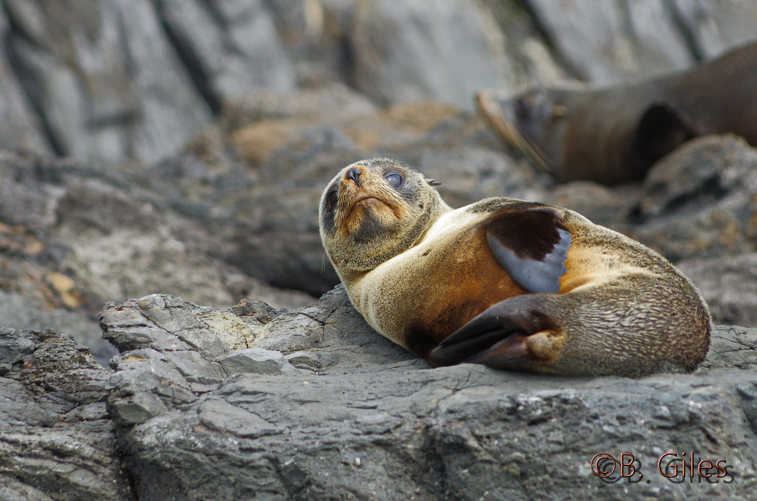 Pentax K-5 IIs sample photo. Napping fur seal photography