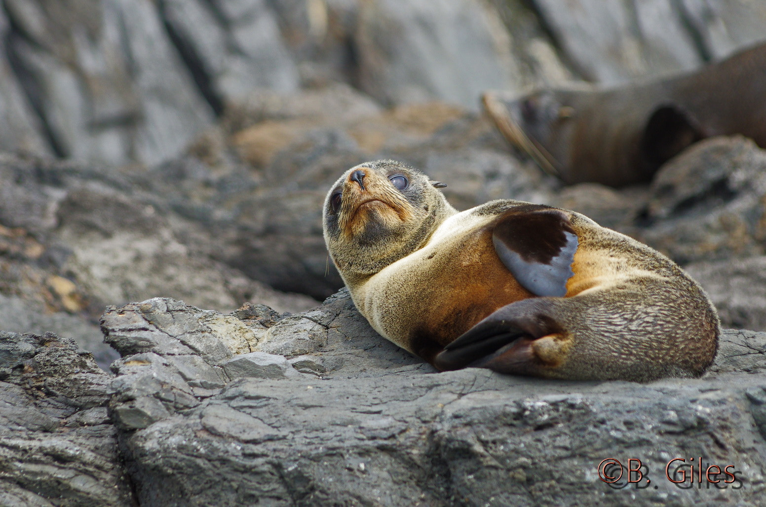 Pentax smc DA* 60-250mm F4.0 ED (IF) SDM sample photo. Napping fur seal photography