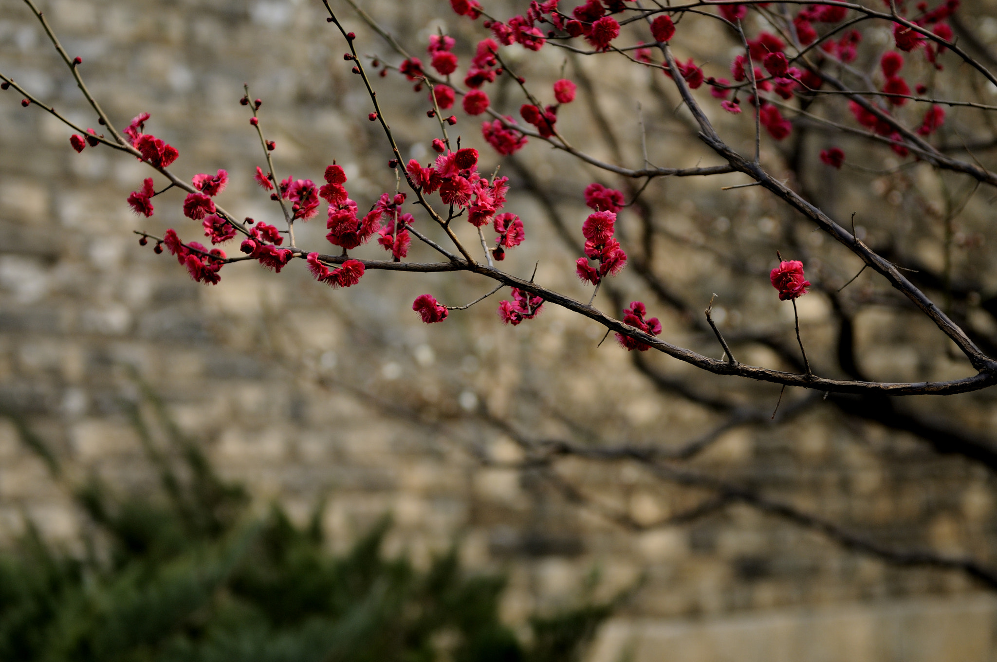 Nikon AF-S Nikkor 24-70mm F2.8G ED sample photo. 梅花（2） photography