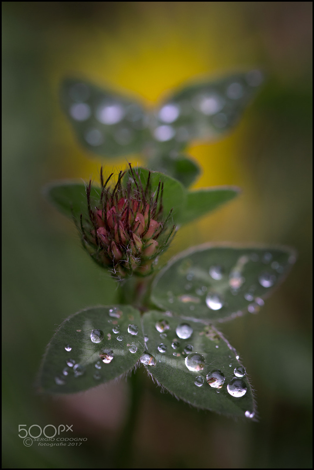 Canon EOS 6D + Sigma 105mm F2.8 EX DG OS HSM sample photo. Clover photography