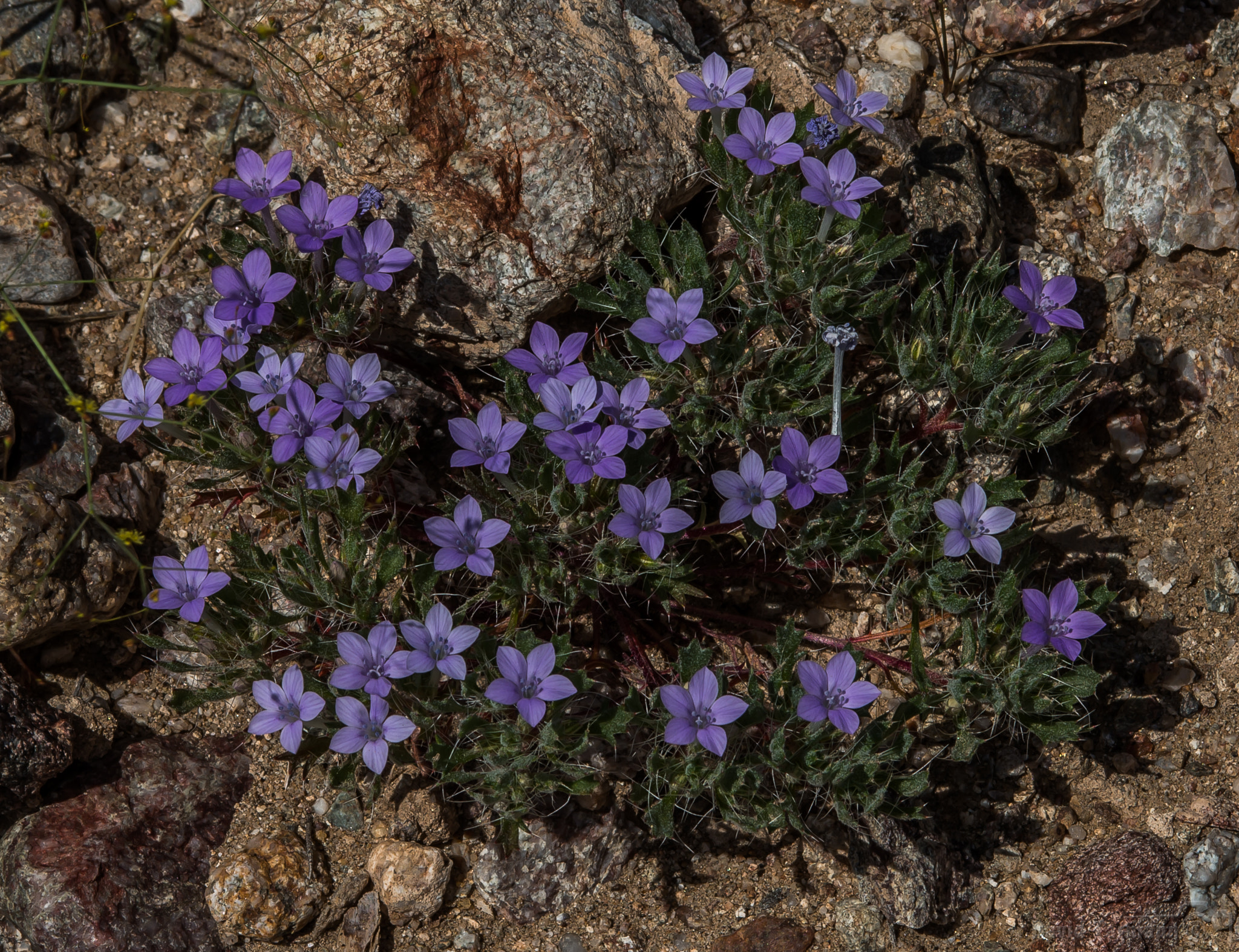 Nikon D800 sample photo. Anza-borrego wild flower photography