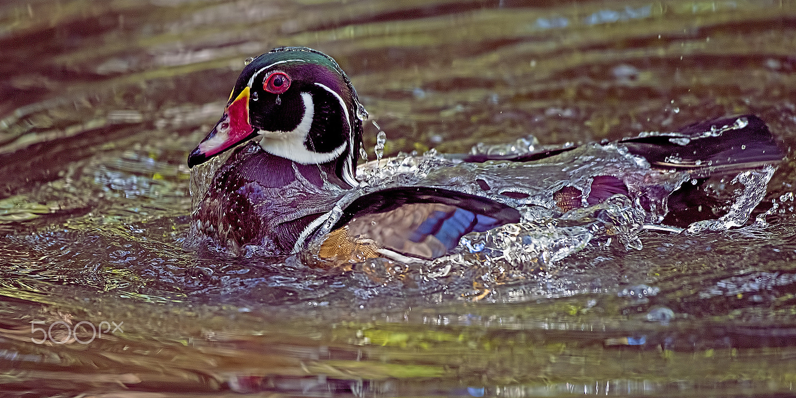 Nikon D810 sample photo. Wet duck photography