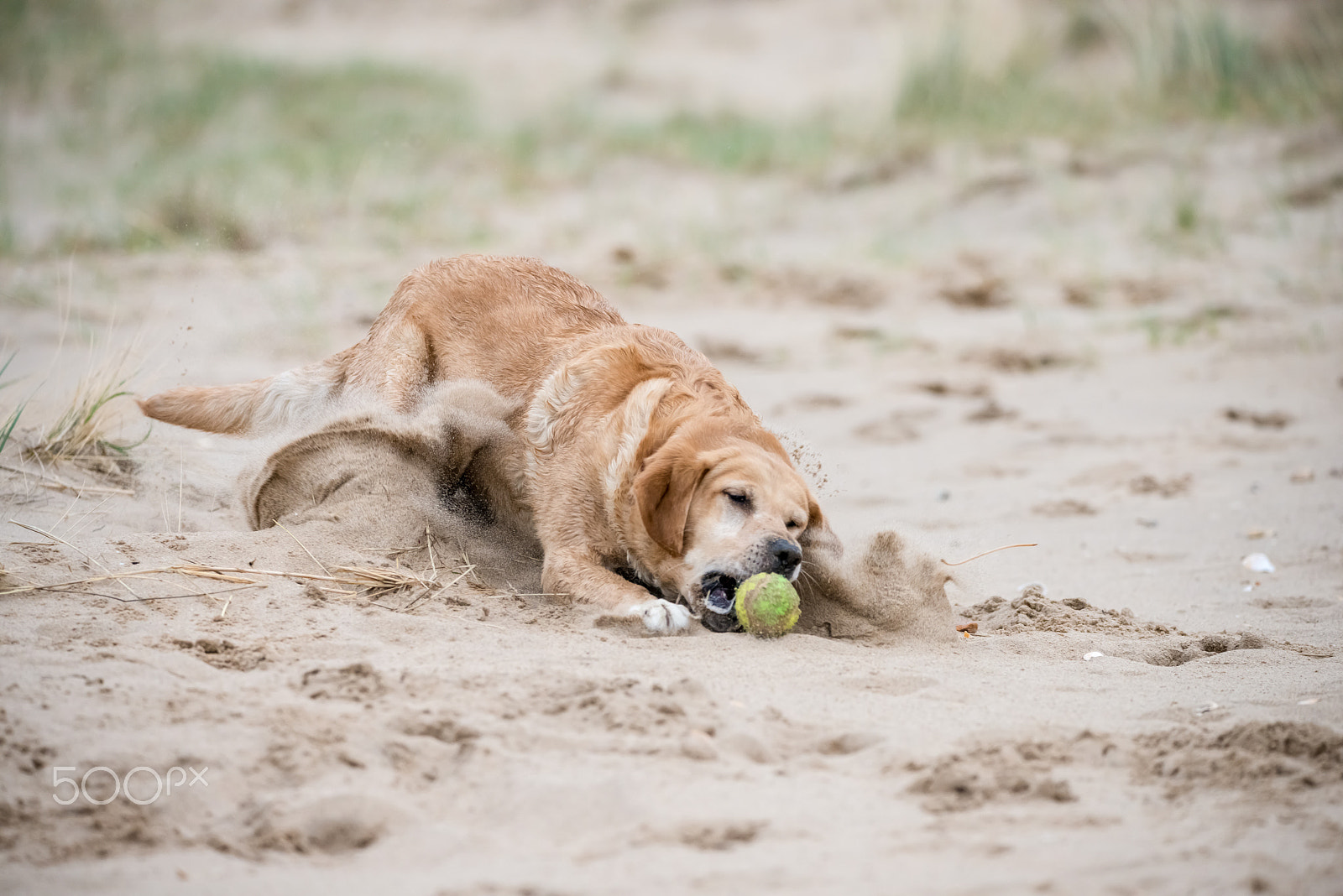 Sigma 150-600mm F5-6.3 DG OS HSM | C sample photo. Catch photography