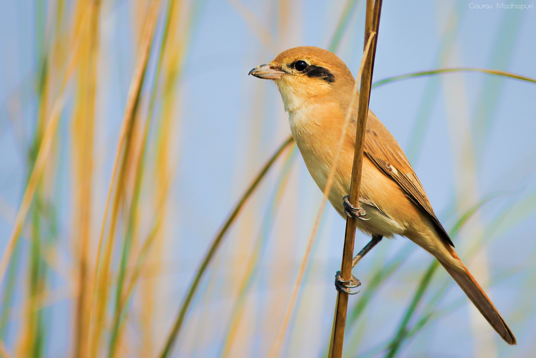Canon EF 300mm F4L IS USM sample photo. Ninja bird-isabelline shrike photography
