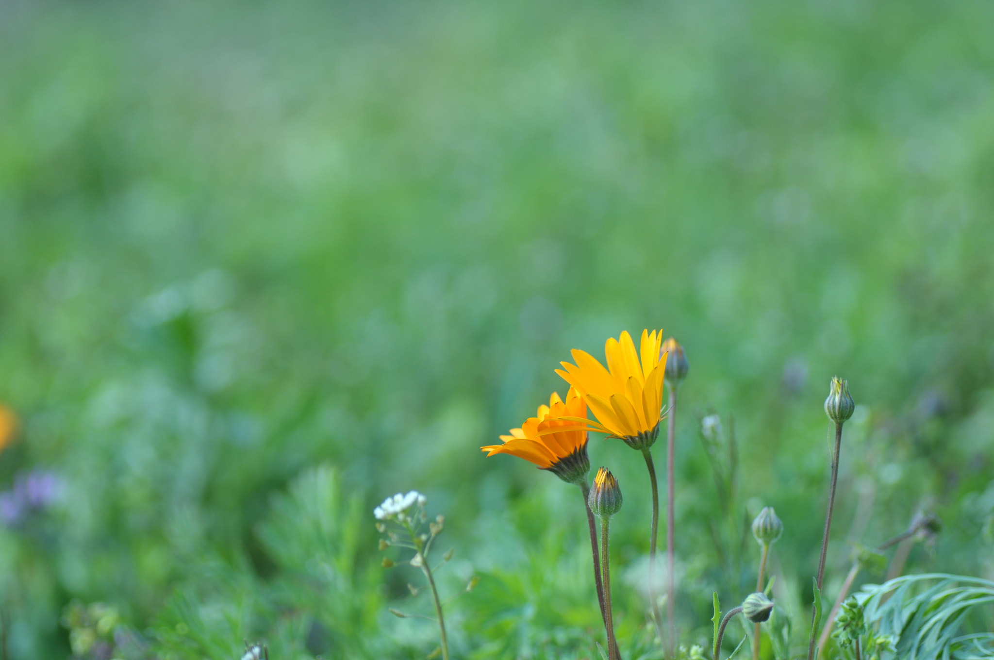 Nikon D300S sample photo. Lving in the green world photography
